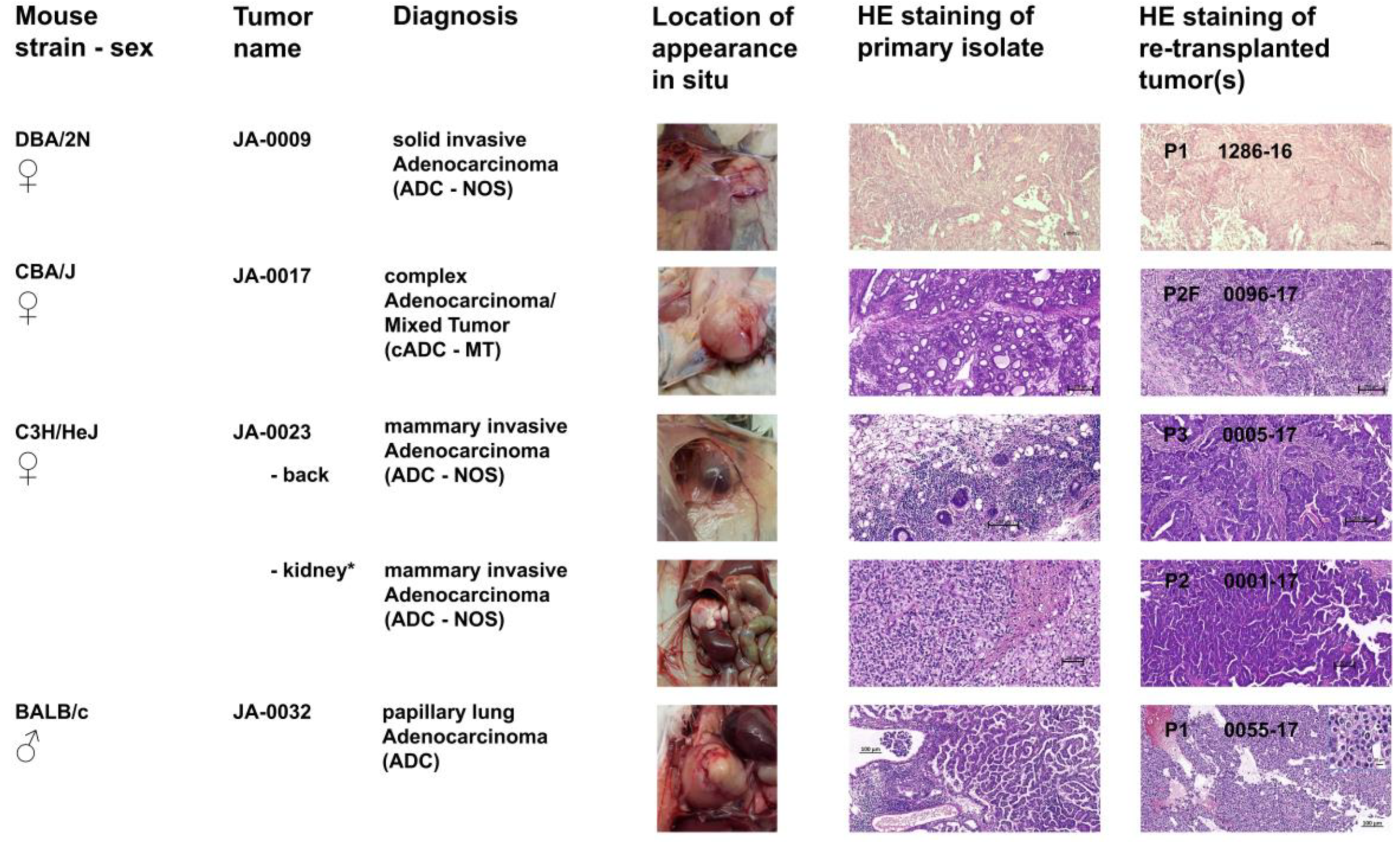 Cancers 11 00244 g003