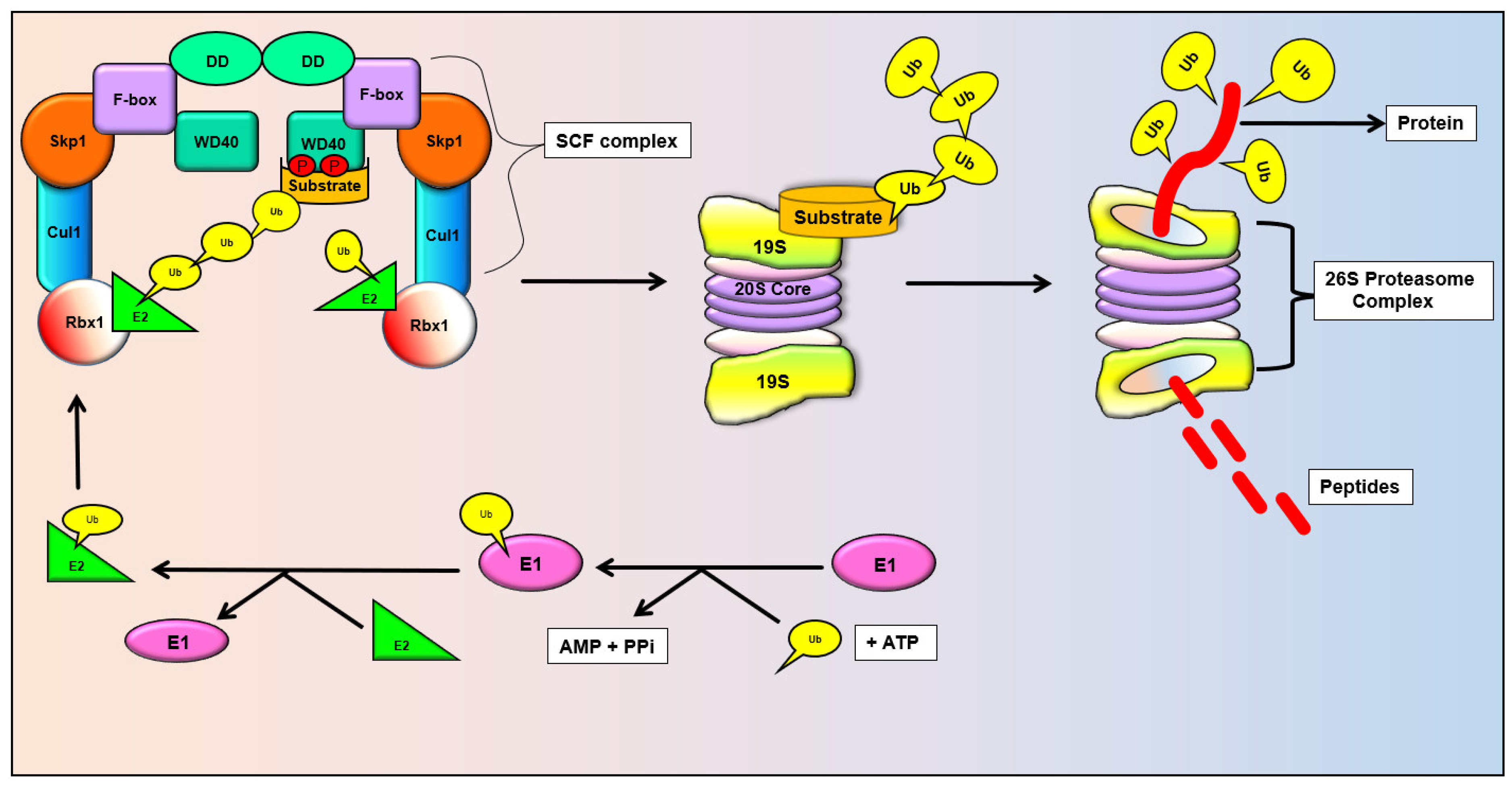 Cancers 11 00246 g001