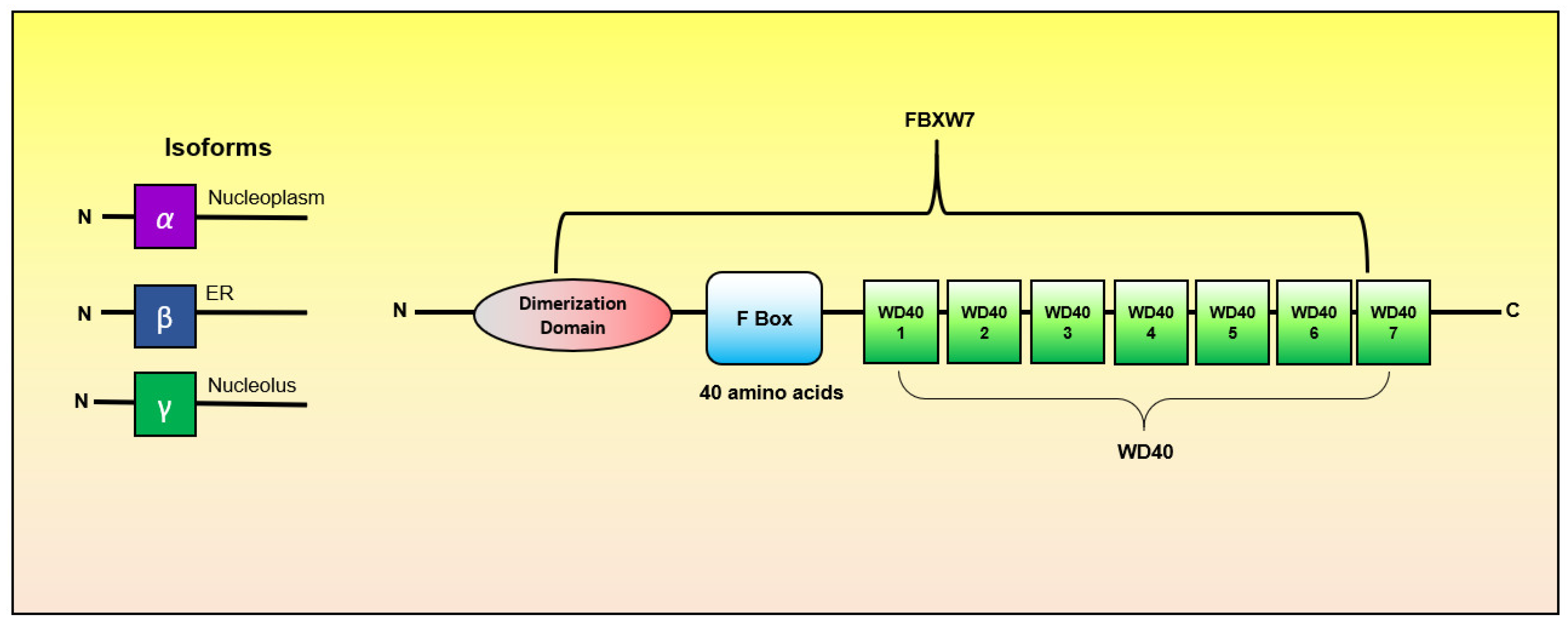 Cancers 11 00246 g002