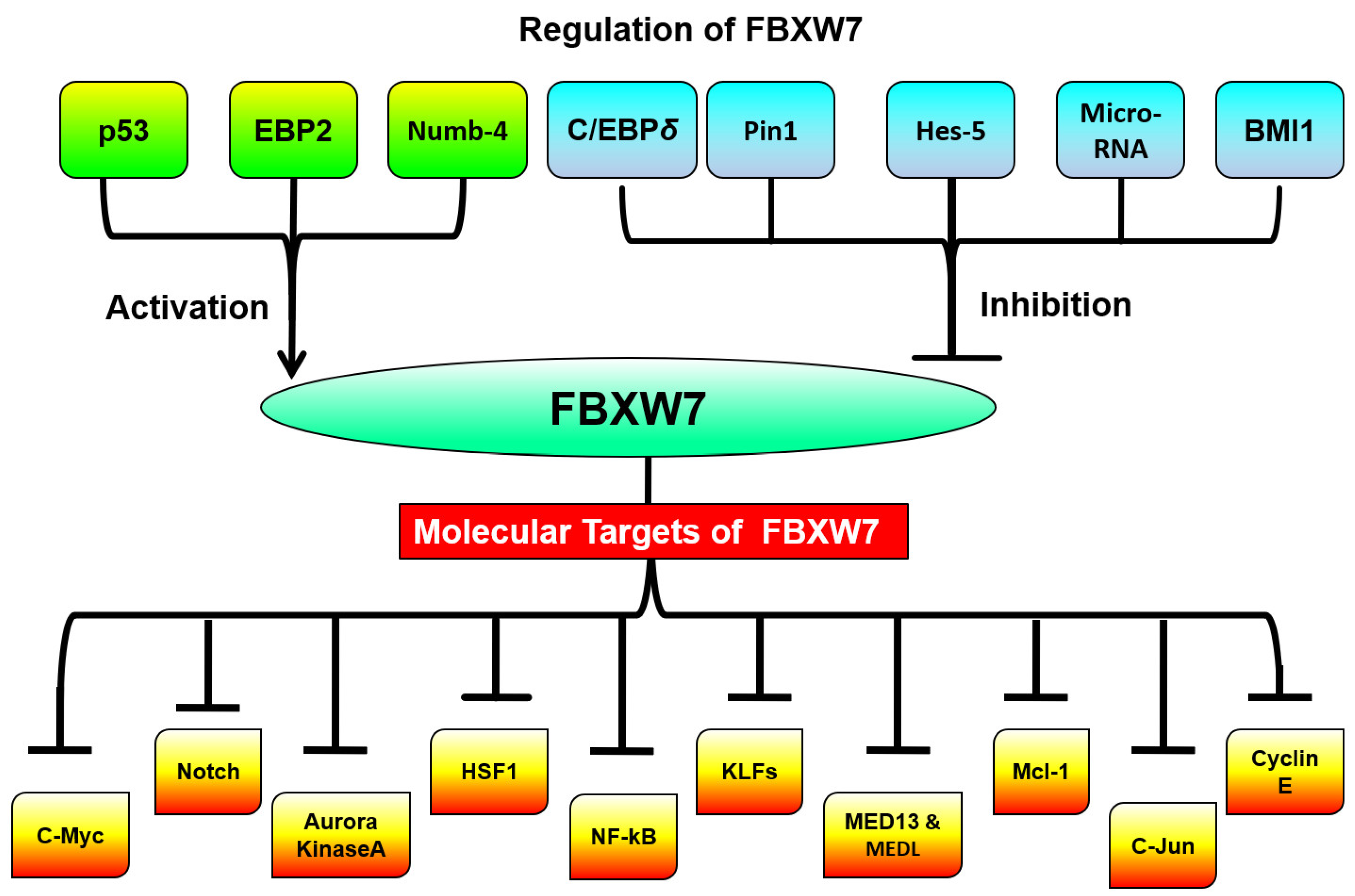 Cancers 11 00246 g003