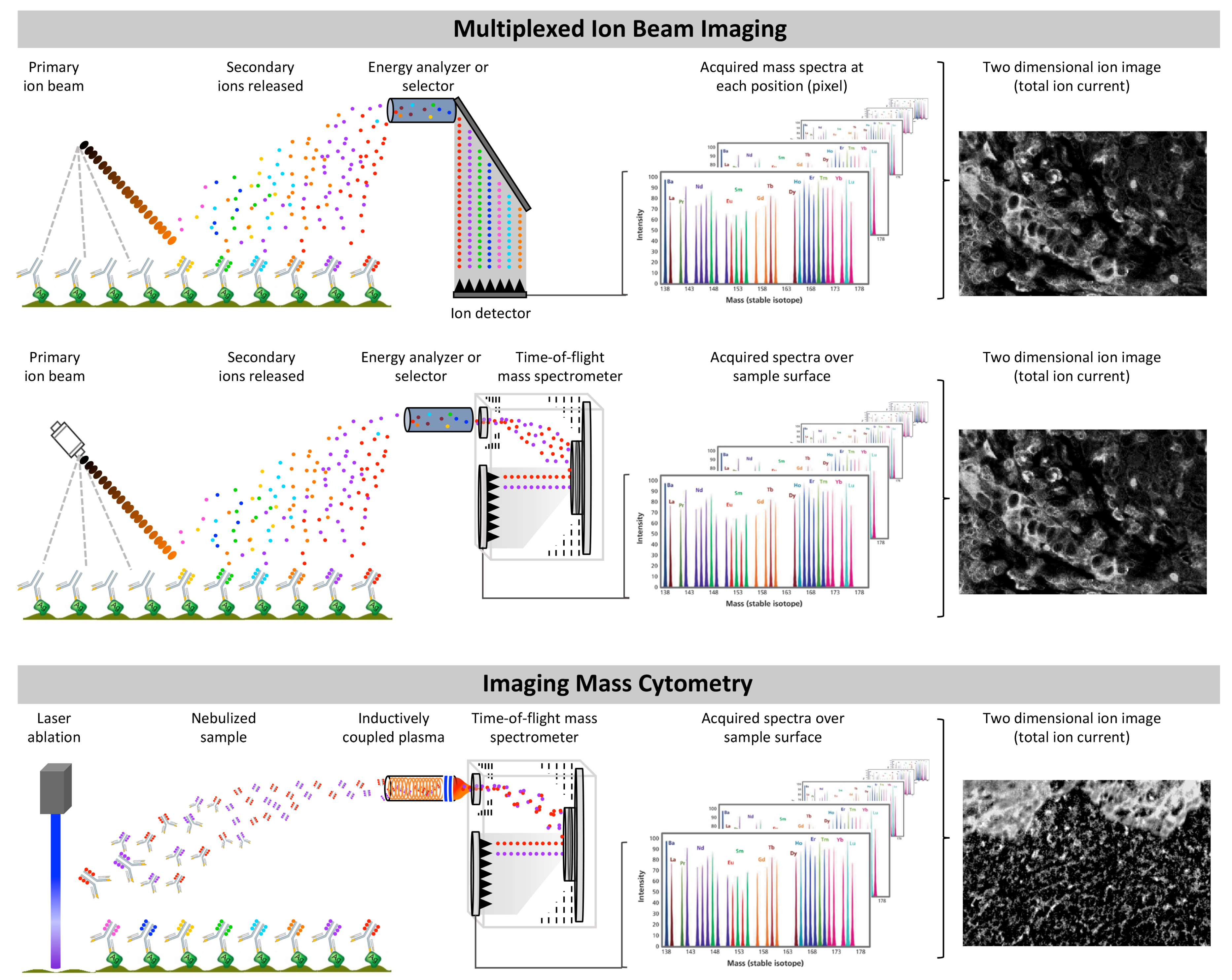 Cancers 11 00247 g003