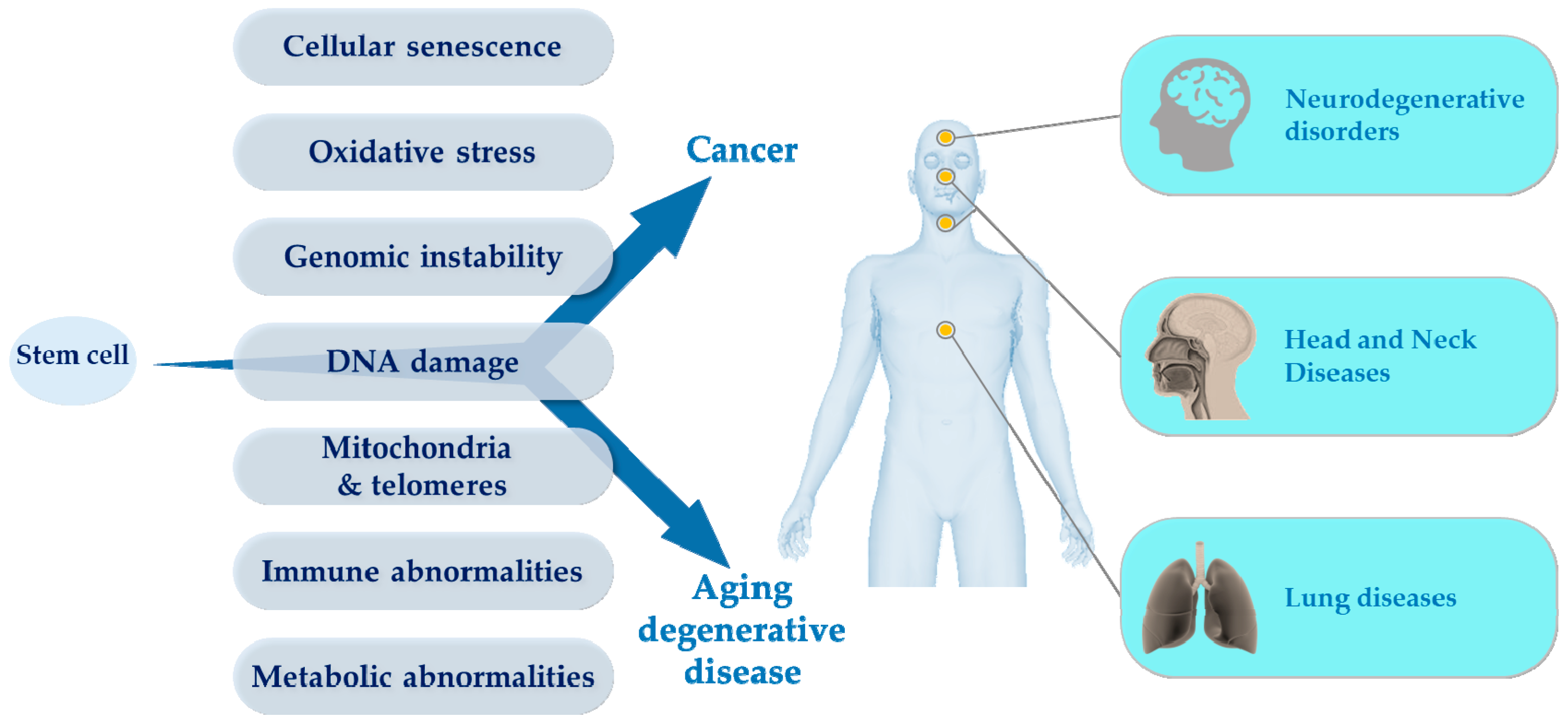 Cancers 11 00250 g001