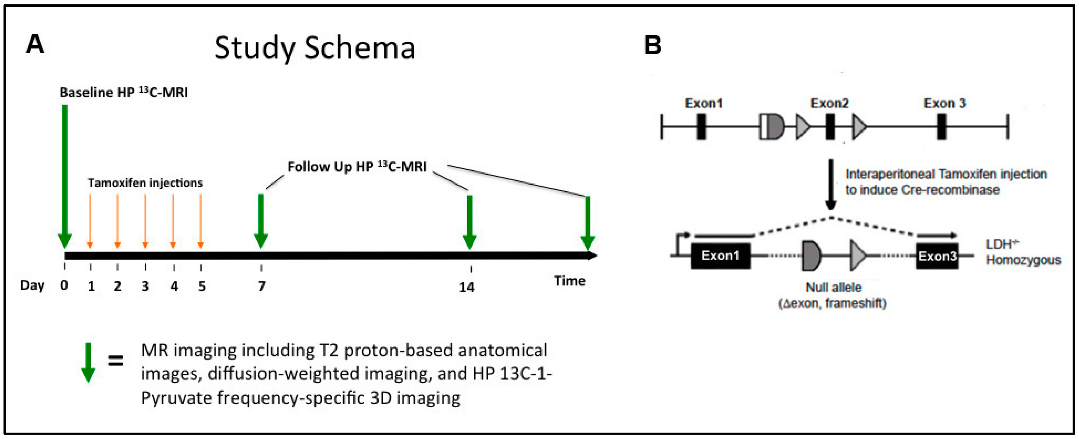 Cancers 11 00257 g001