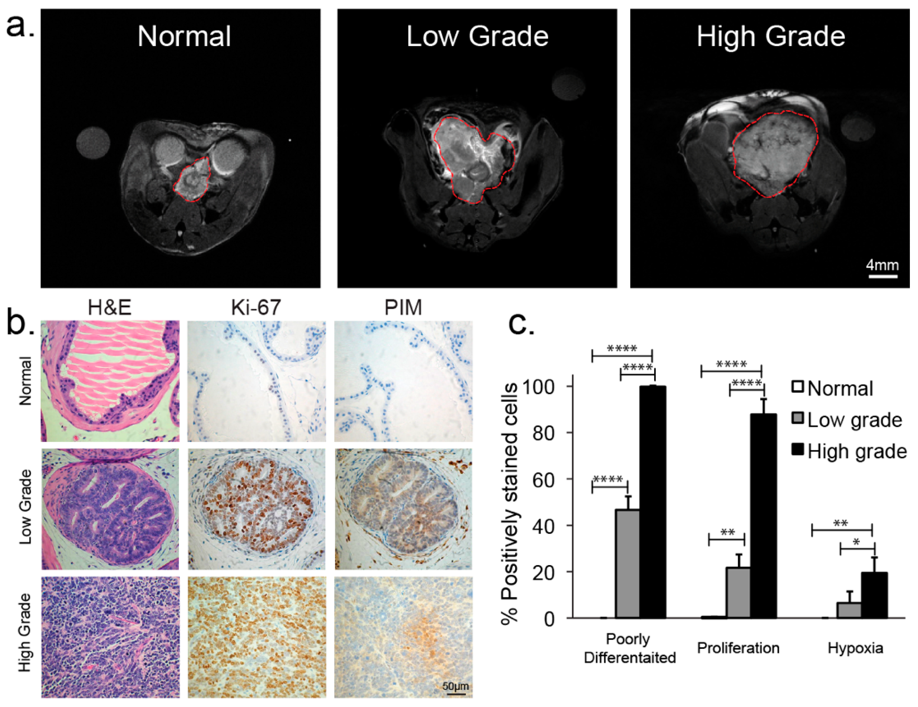 Cancers 11 00257 g003