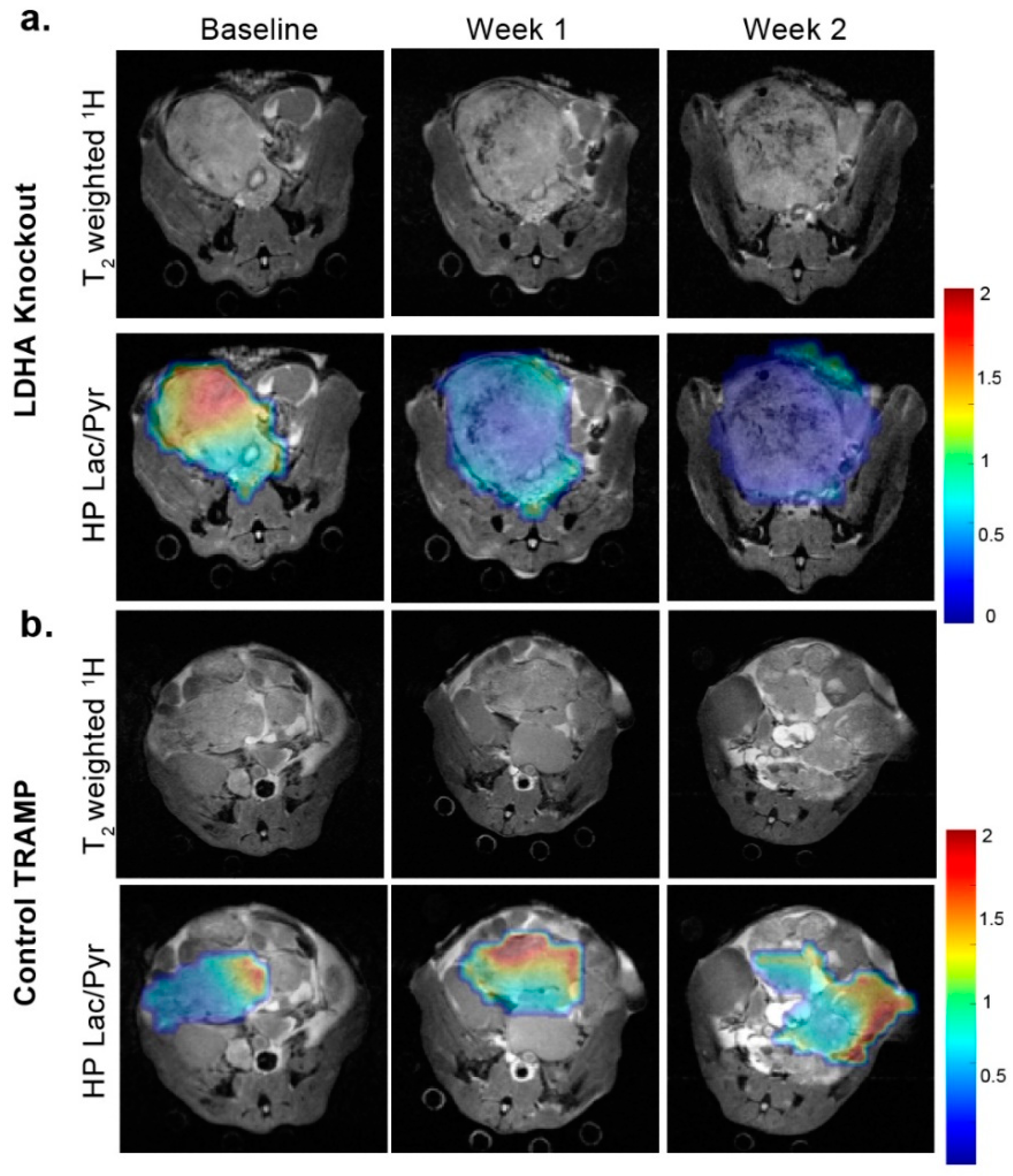 Cancers 11 00257 g005