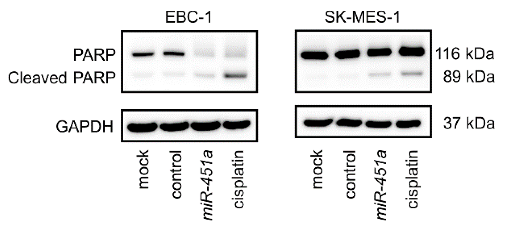 Cancers 11 00258 g003