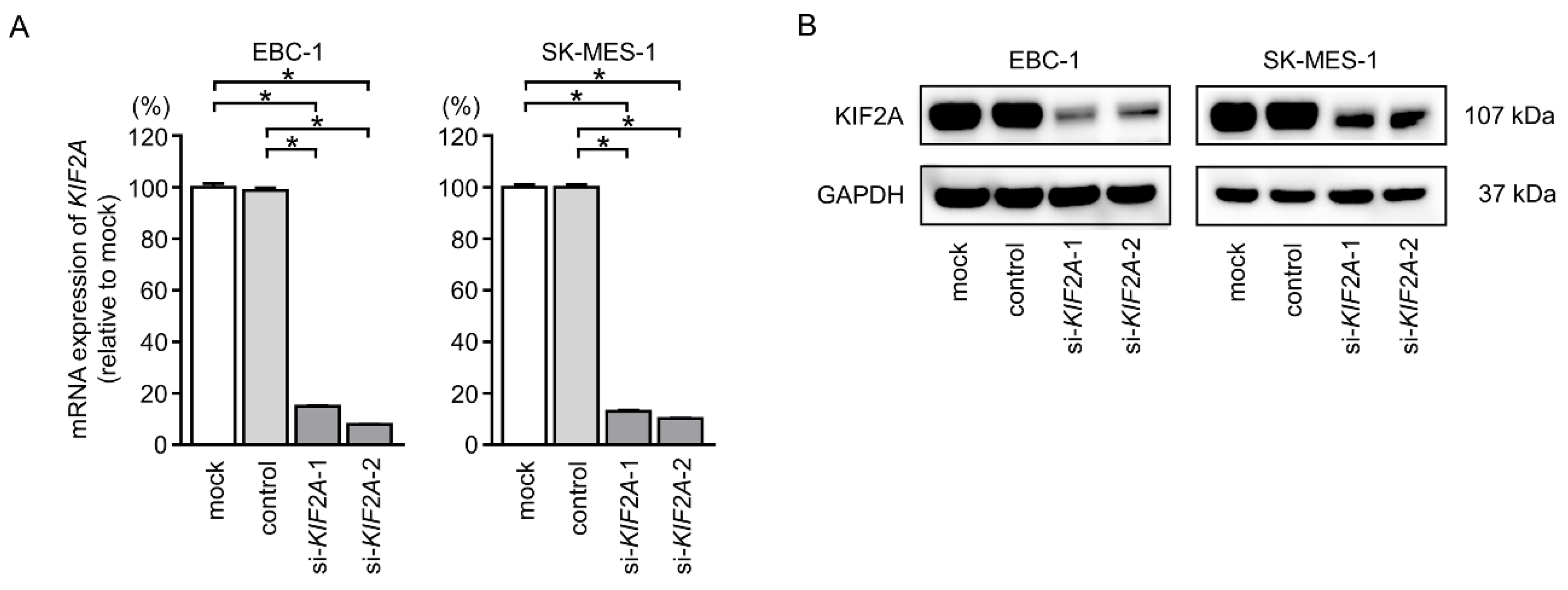 Cancers 11 00258 g009