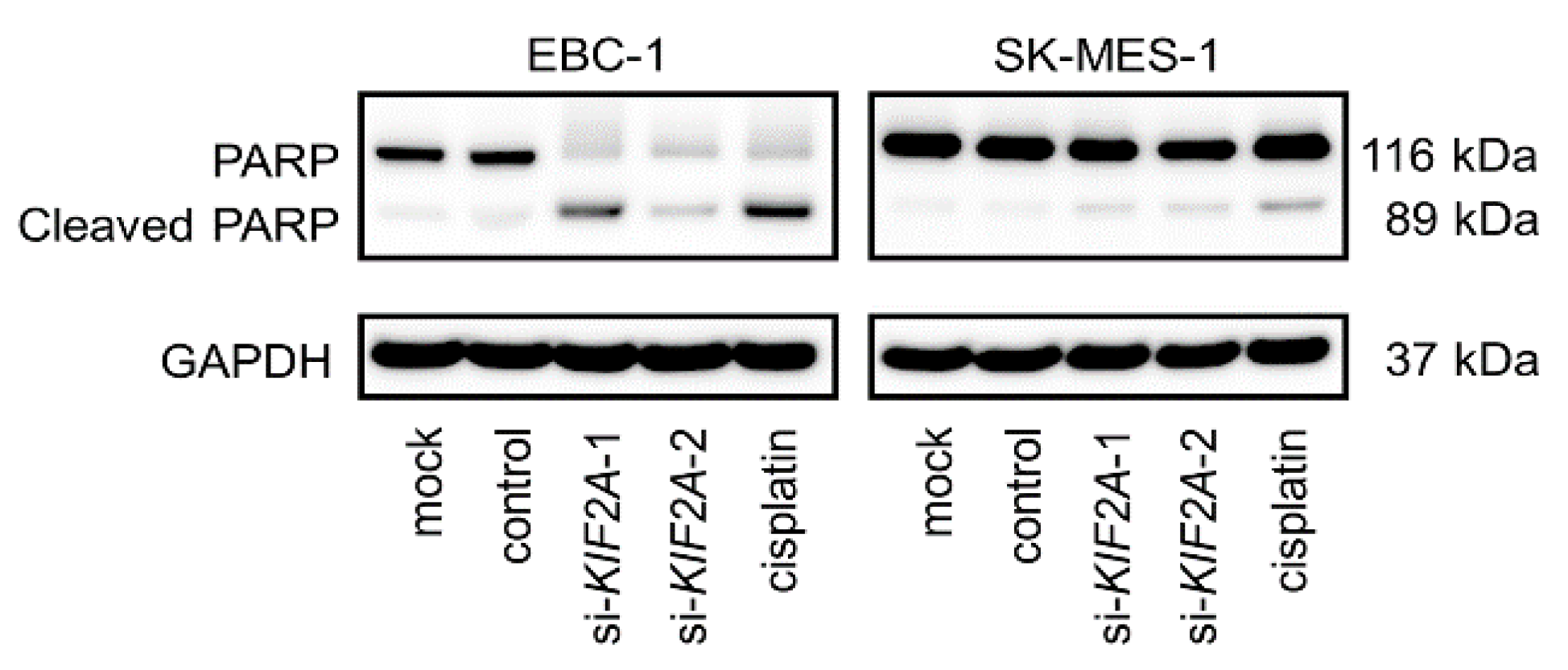 Cancers 11 00258 g011