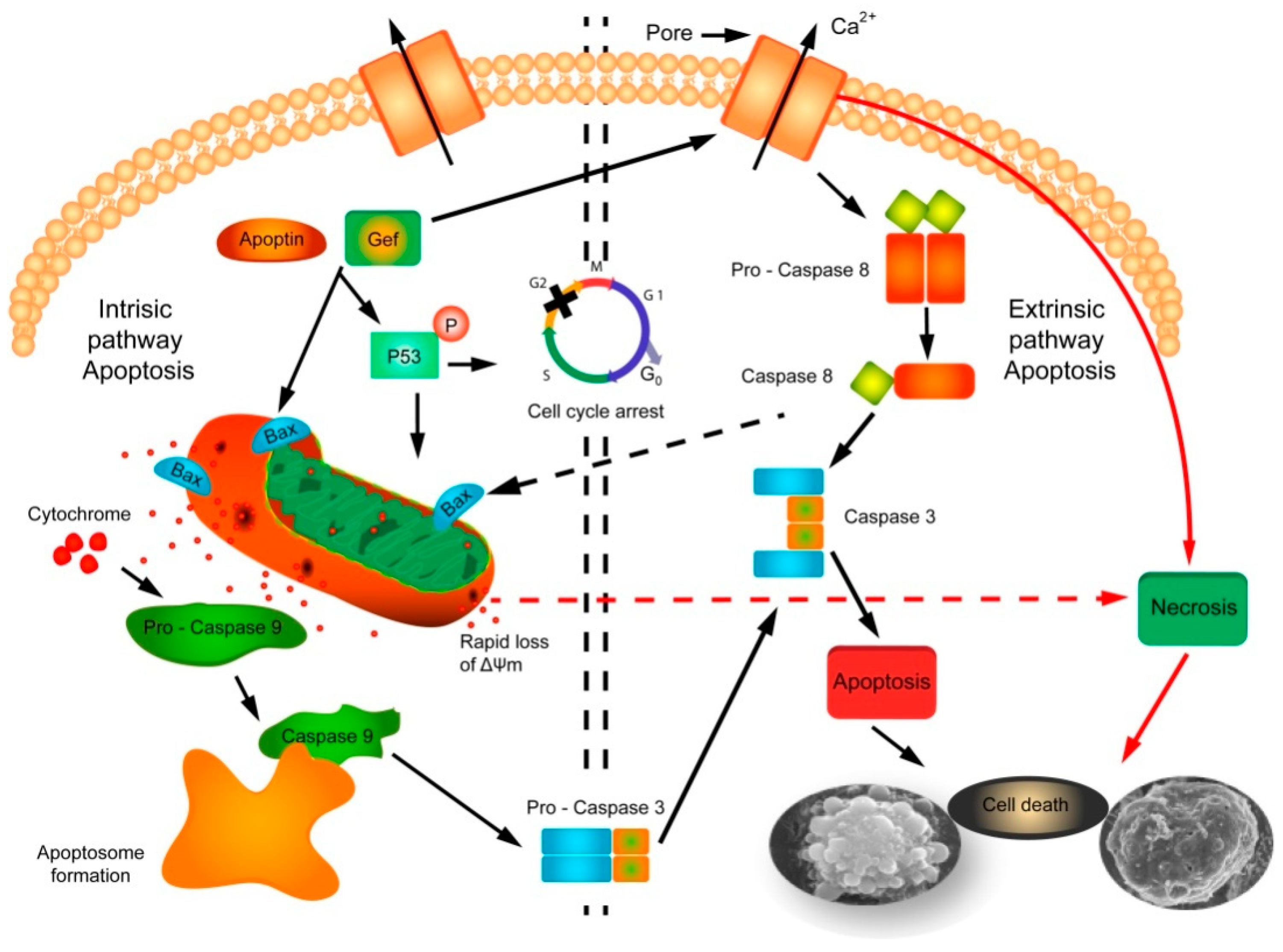 Cancers 11 00264 g006