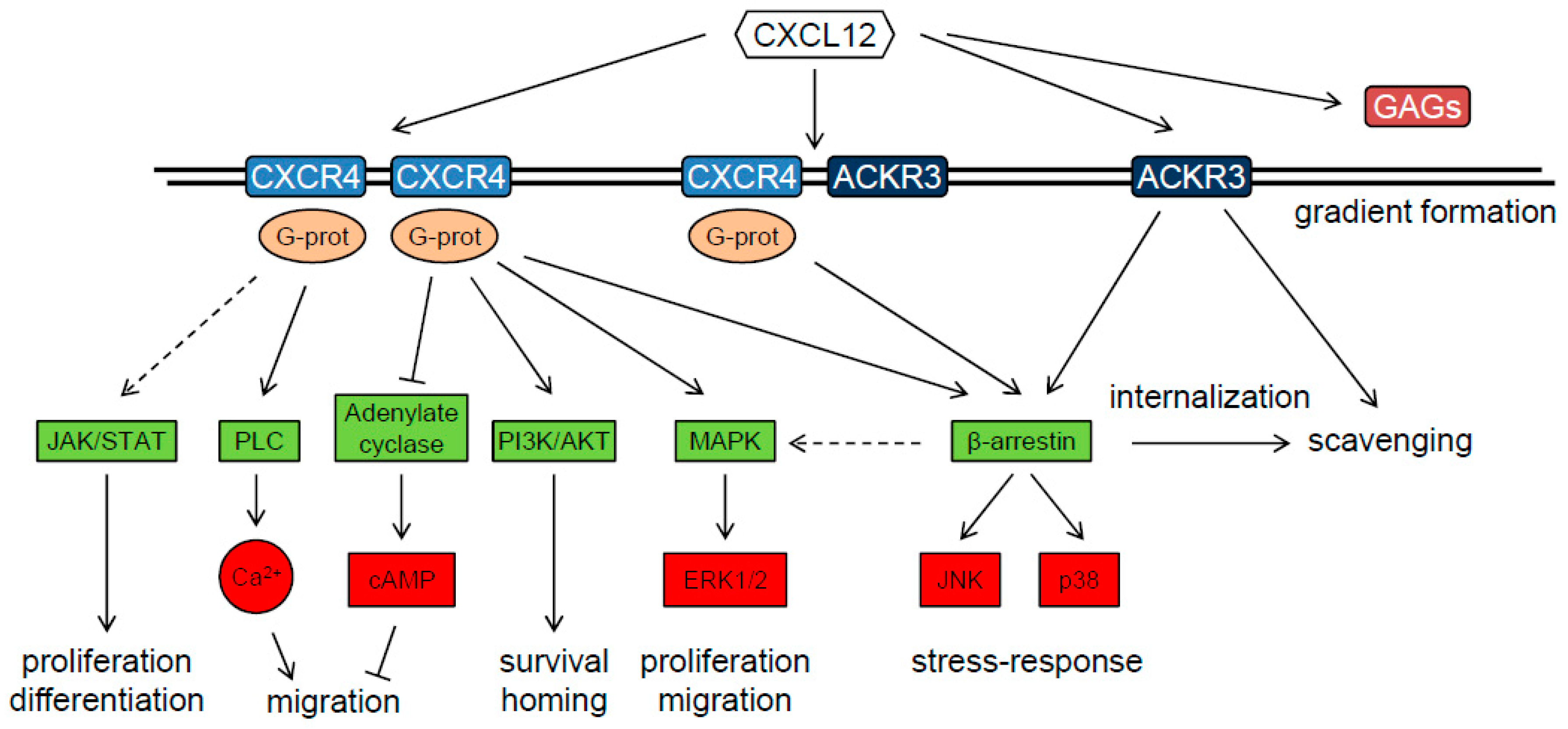 Cancers 11 00272 g003