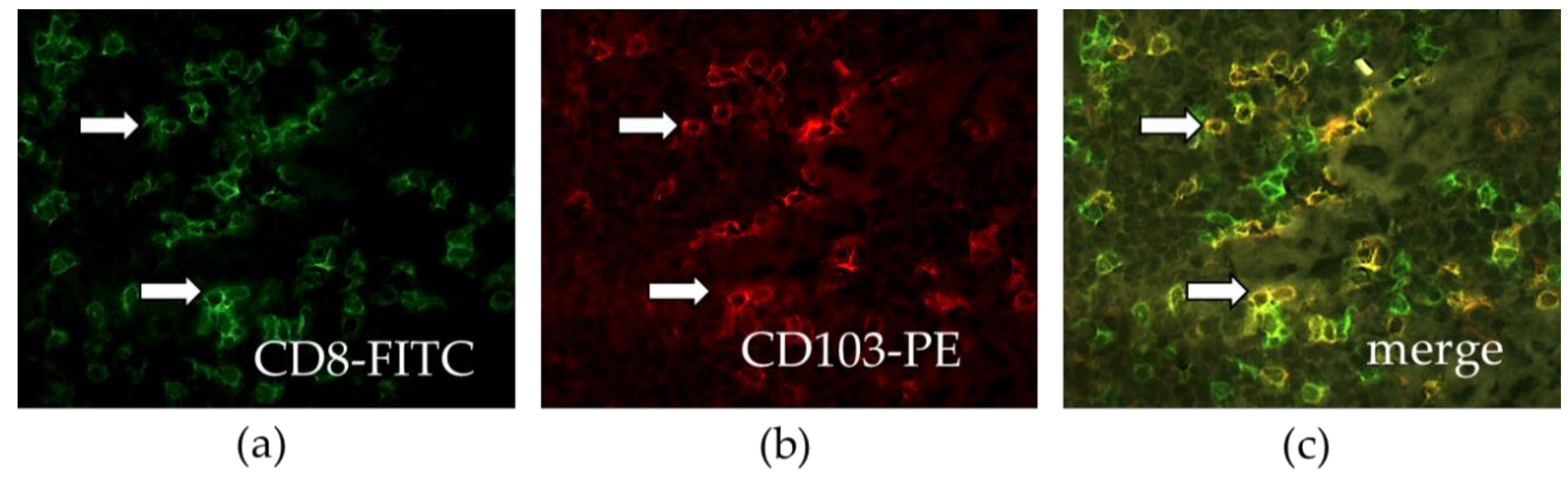 Cancers 11 00283 g004