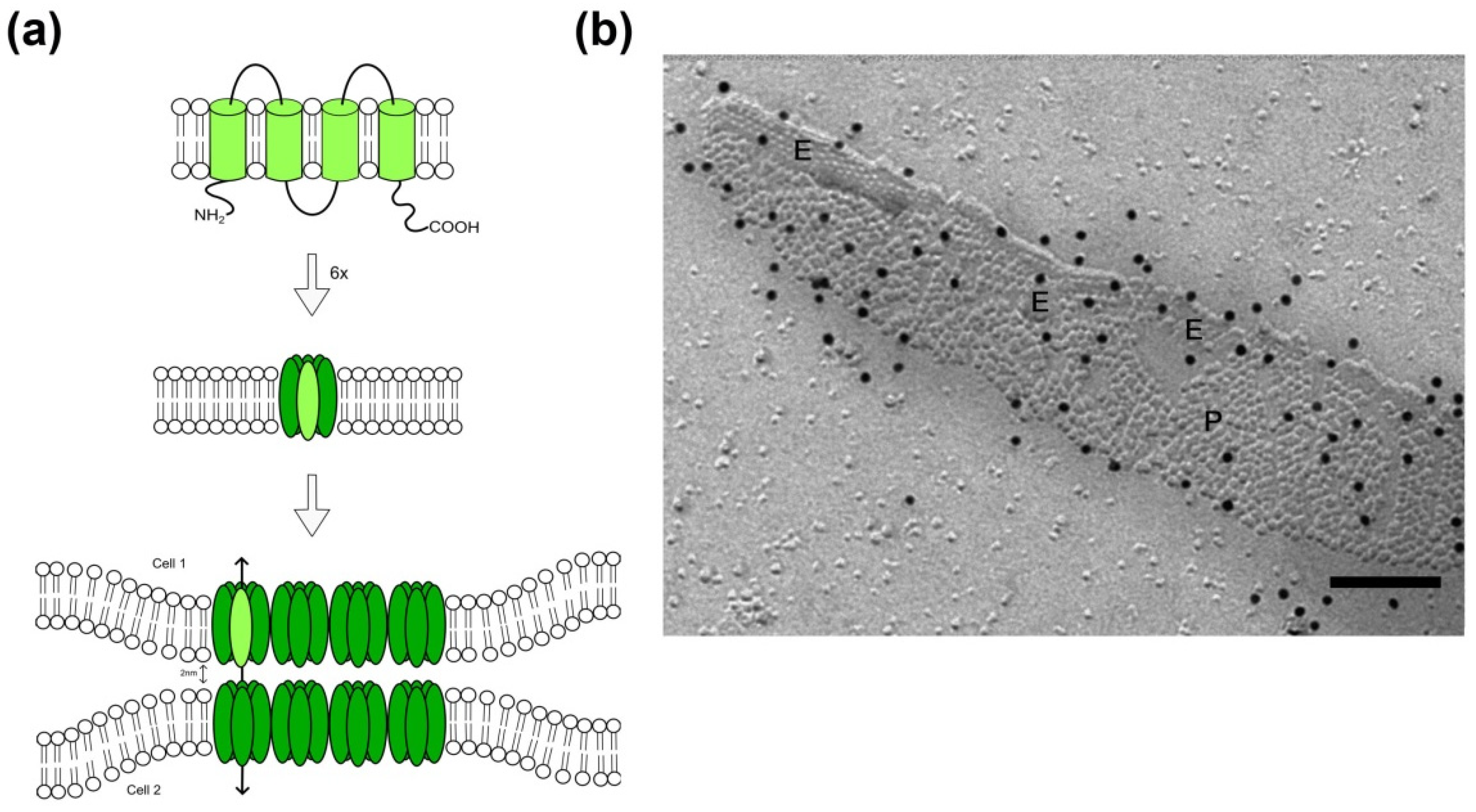 Cancers 11 00288 g001