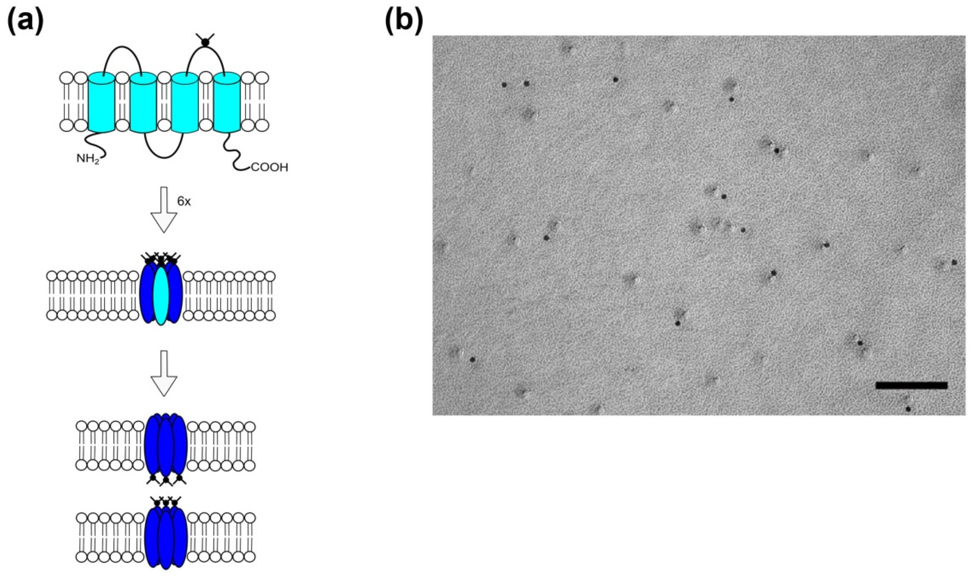 Cancers 11 00288 g002
