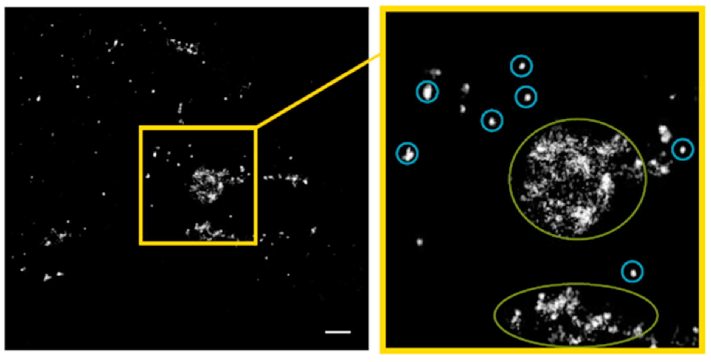 Cancers 11 00301 g010