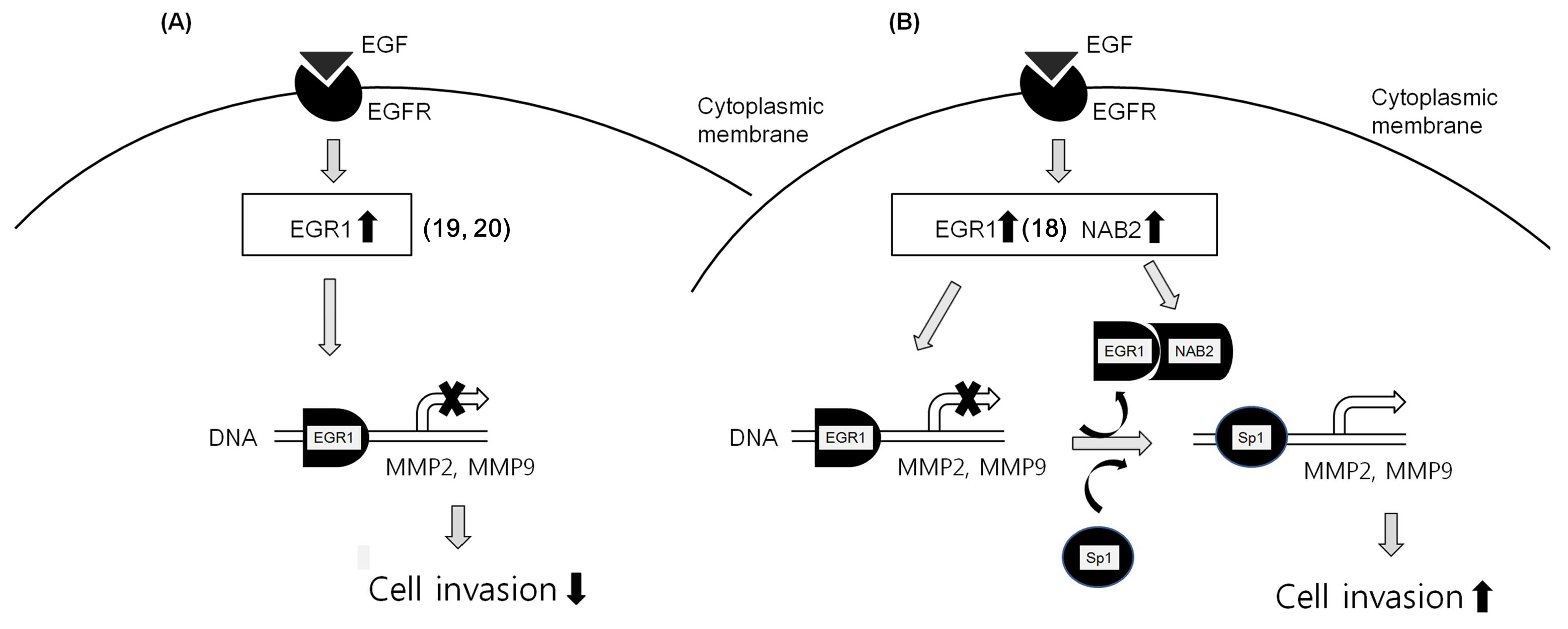 Cancers 11 00315 g006