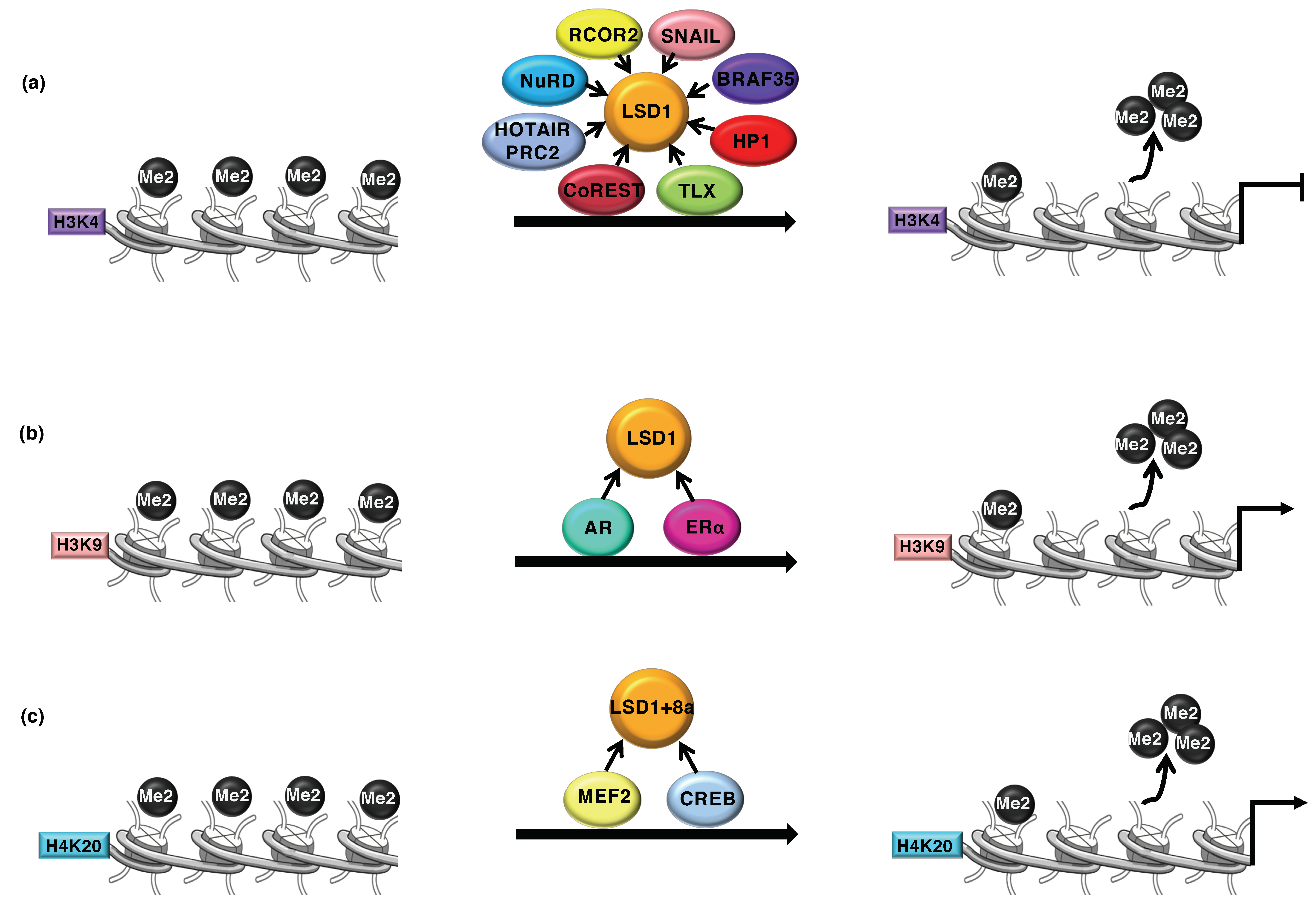 Cancers 11 00324 g001 Cancers 11 00324 g001