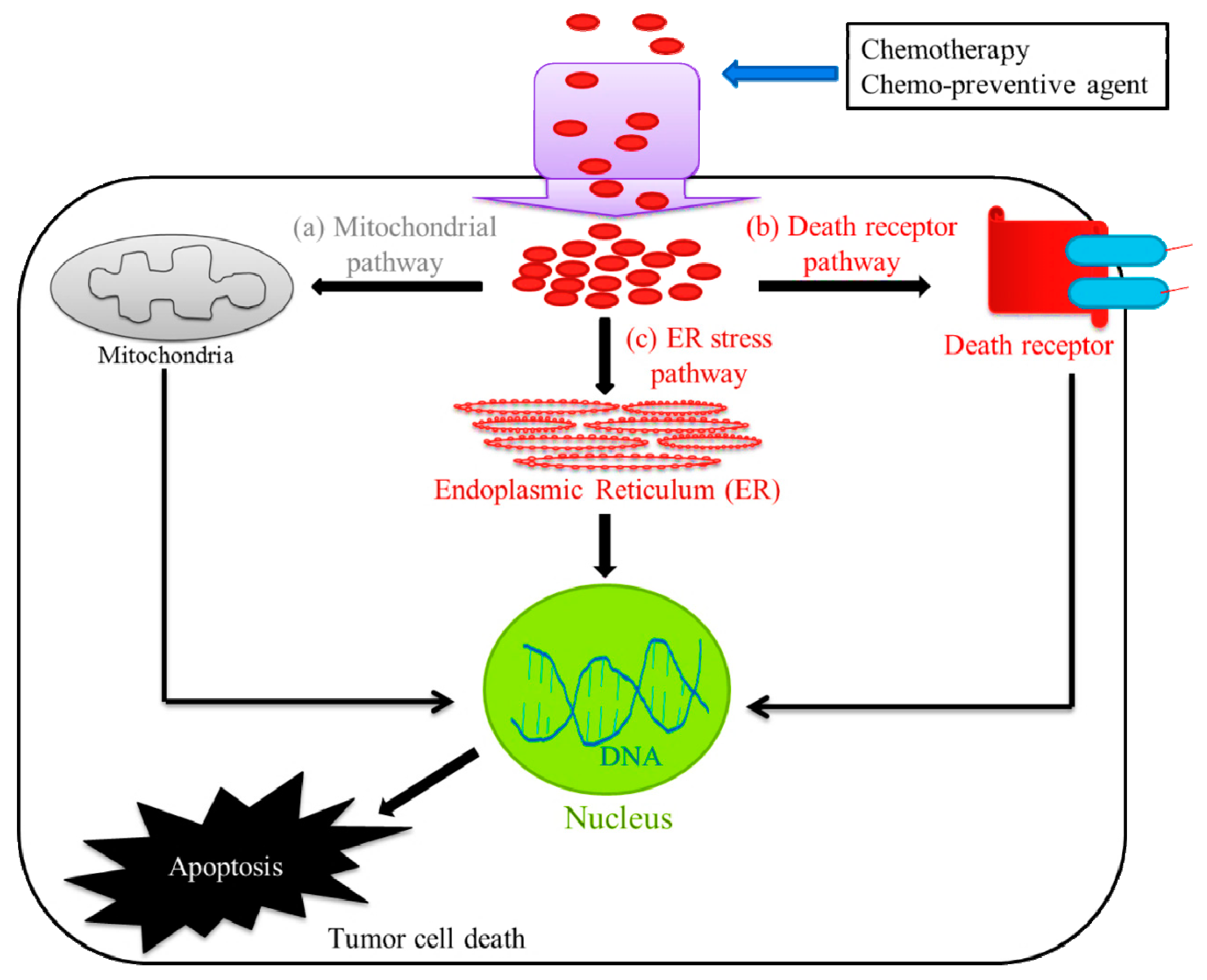 Cancers 11 00338 g001