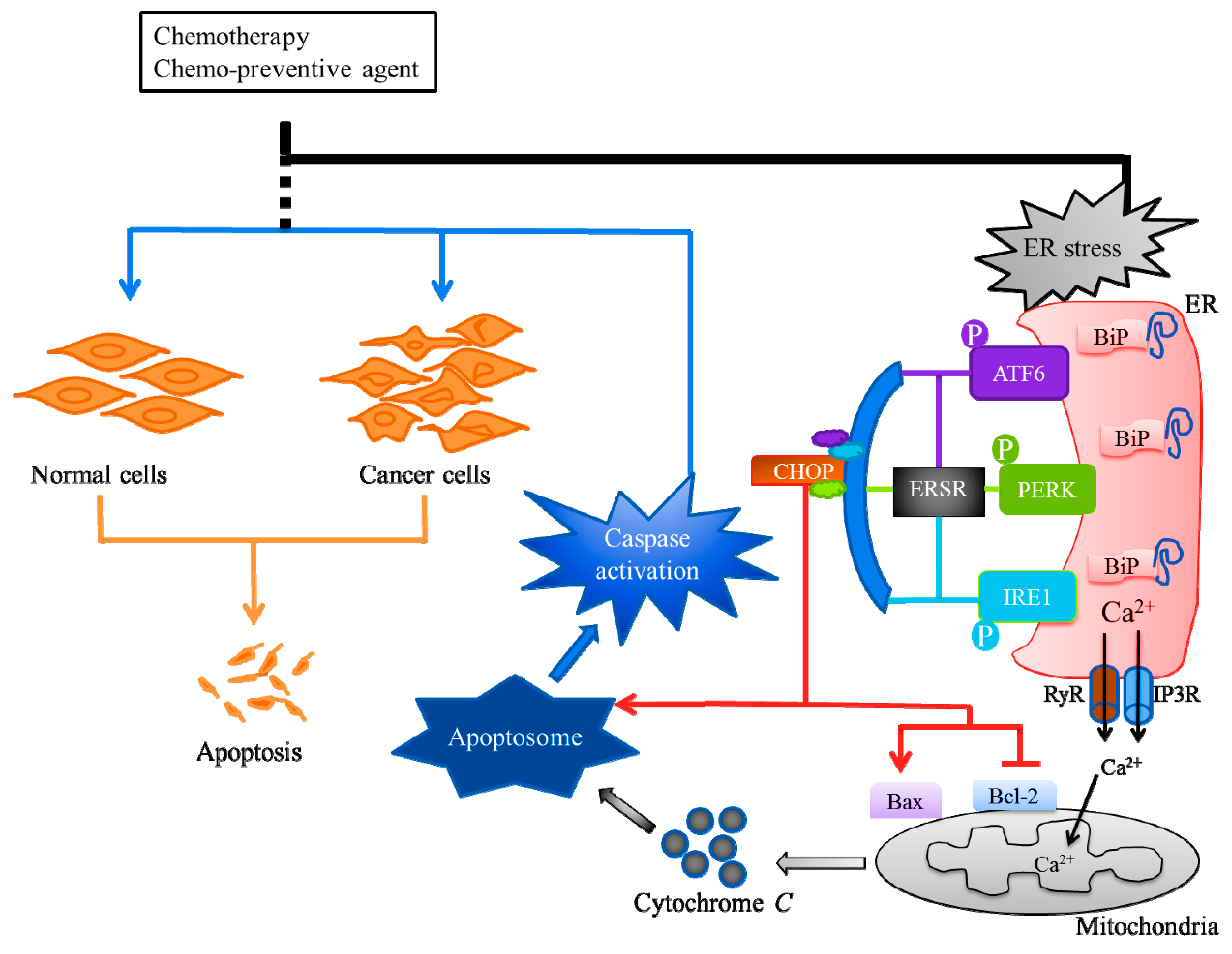 Cancers 11 00338 g002
