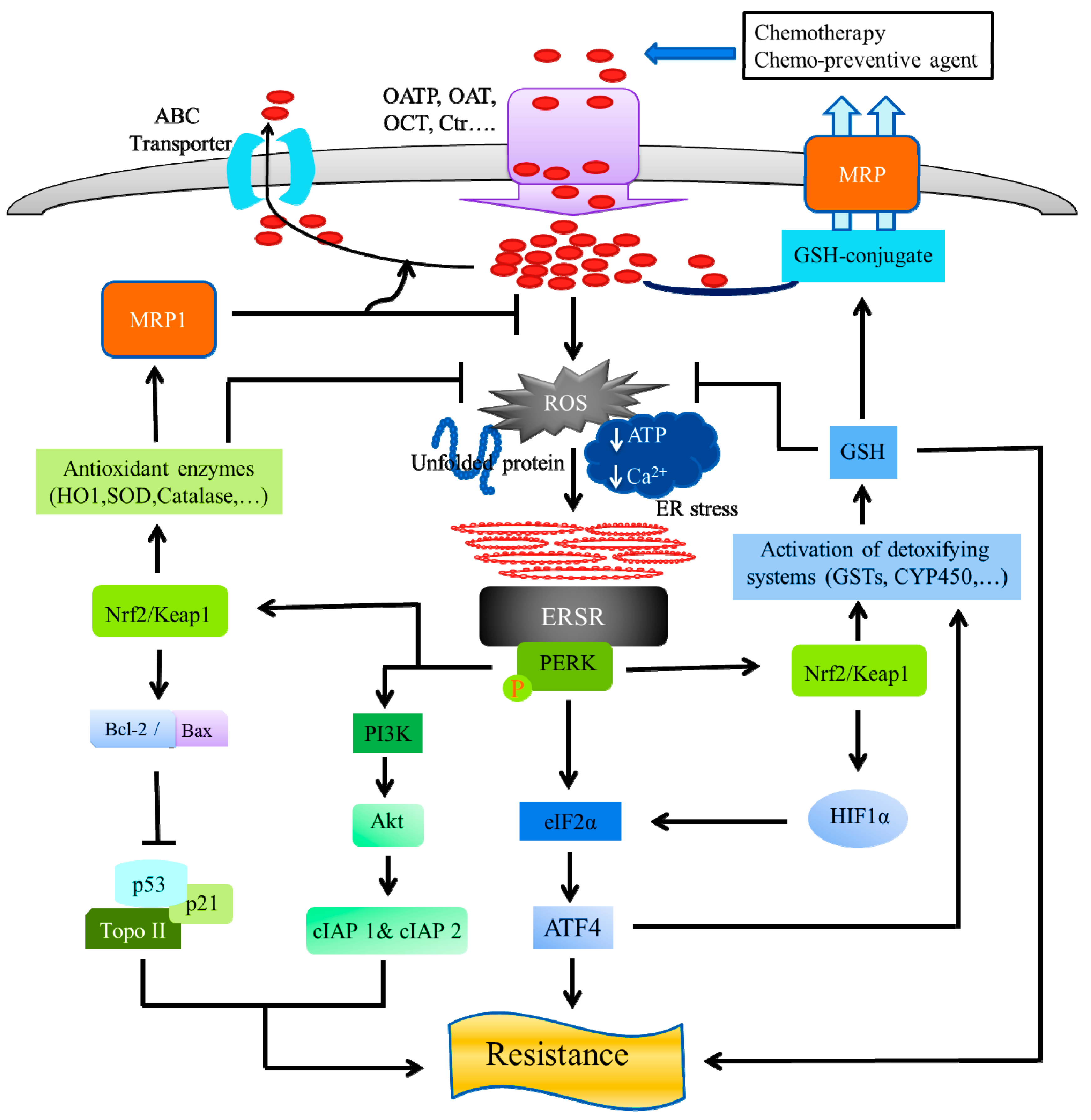 Cancers 11 00338 g003