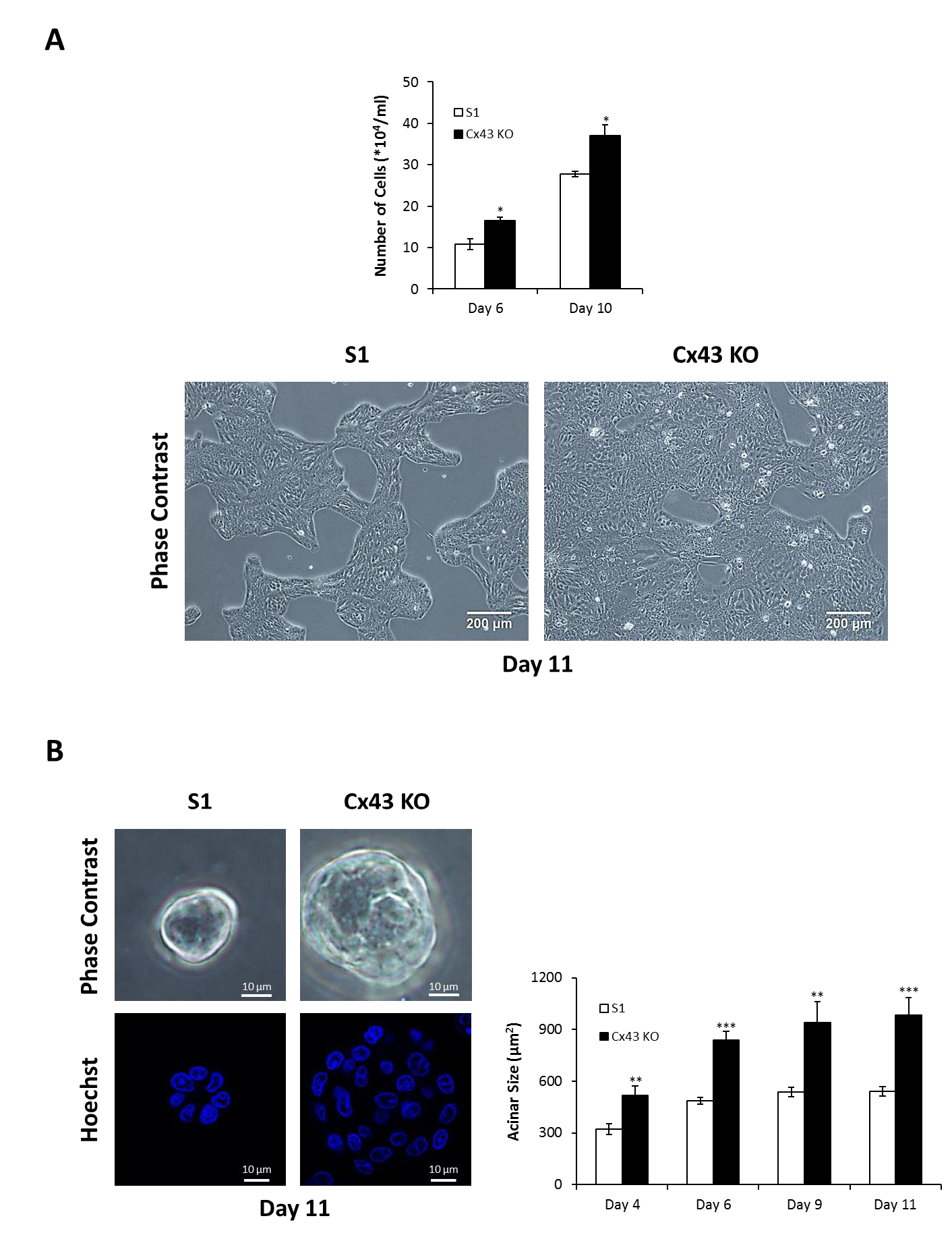 Cancers 11 00339 g001