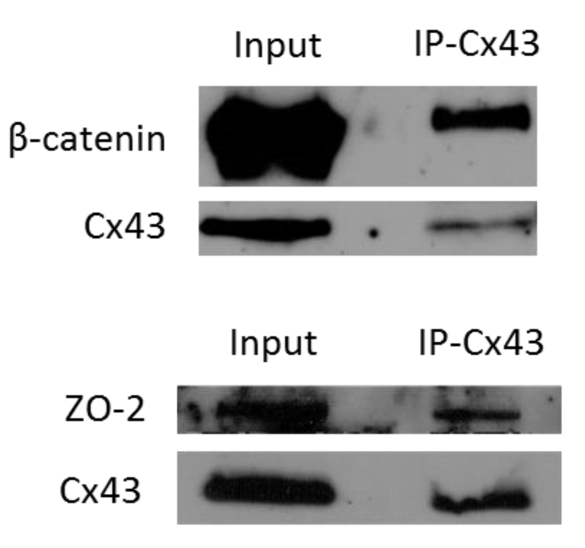 Cancers 11 00339 g003