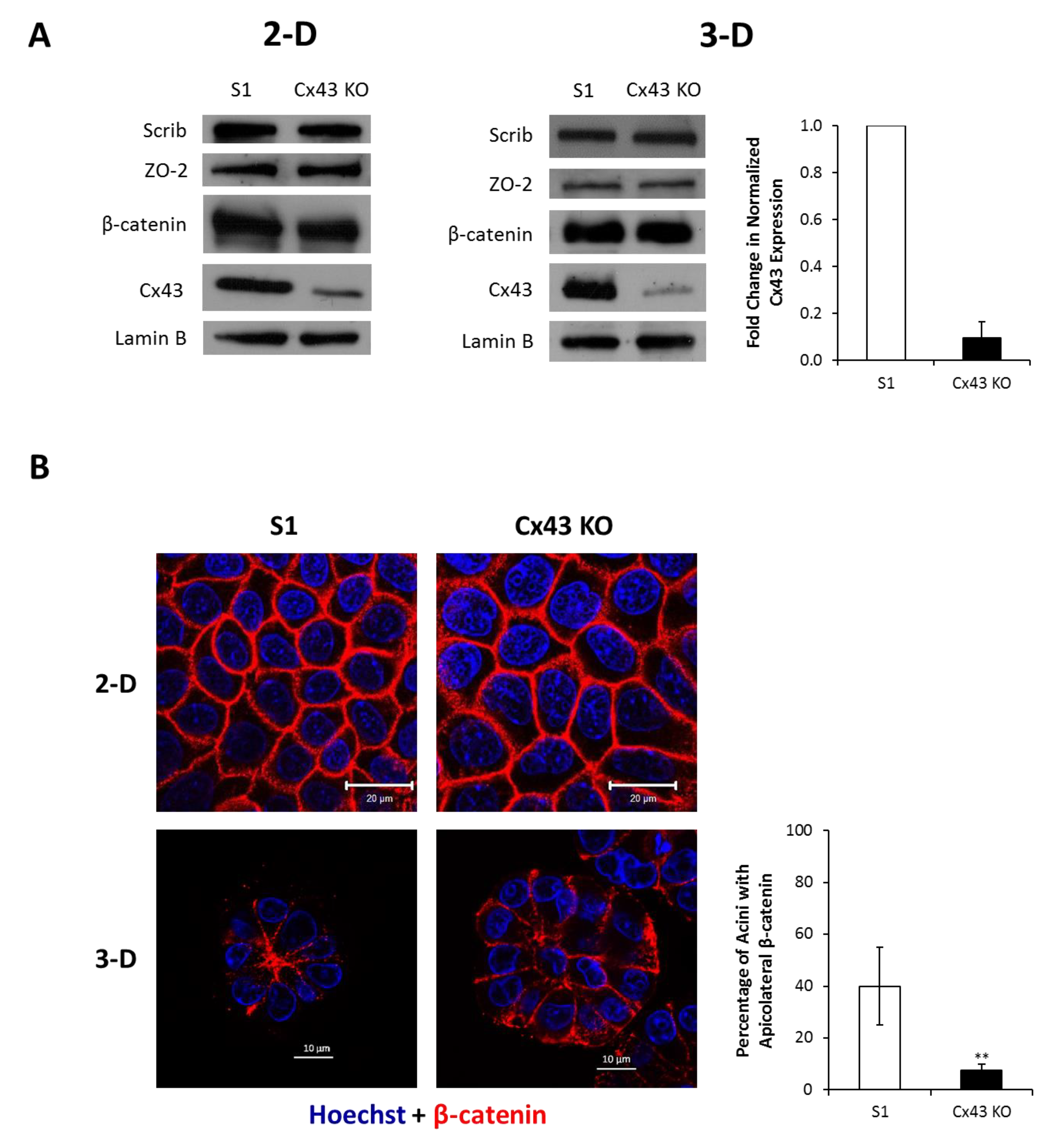 Cancers 11 00339 g004a