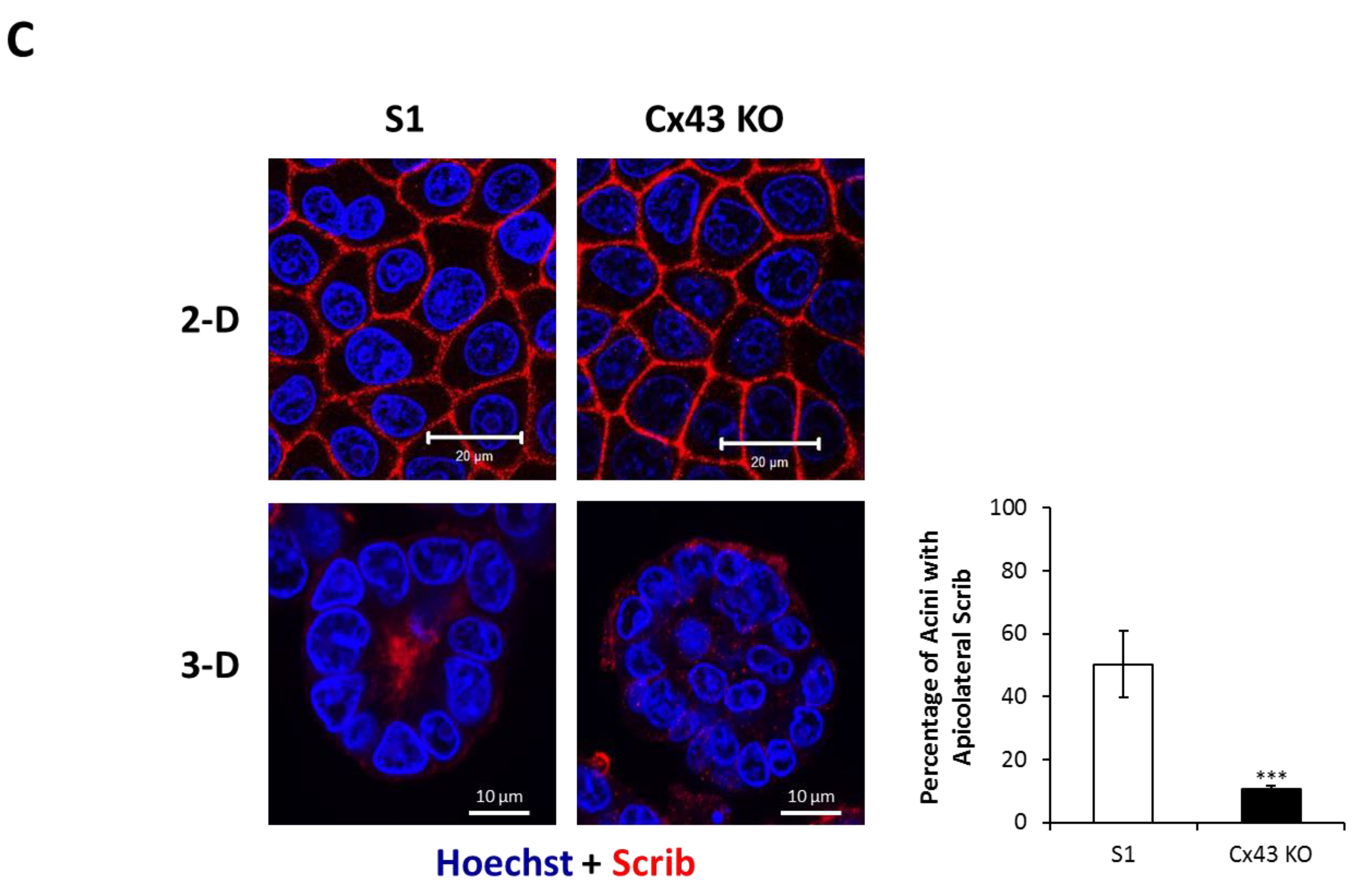 Cancers 11 00339 g004b