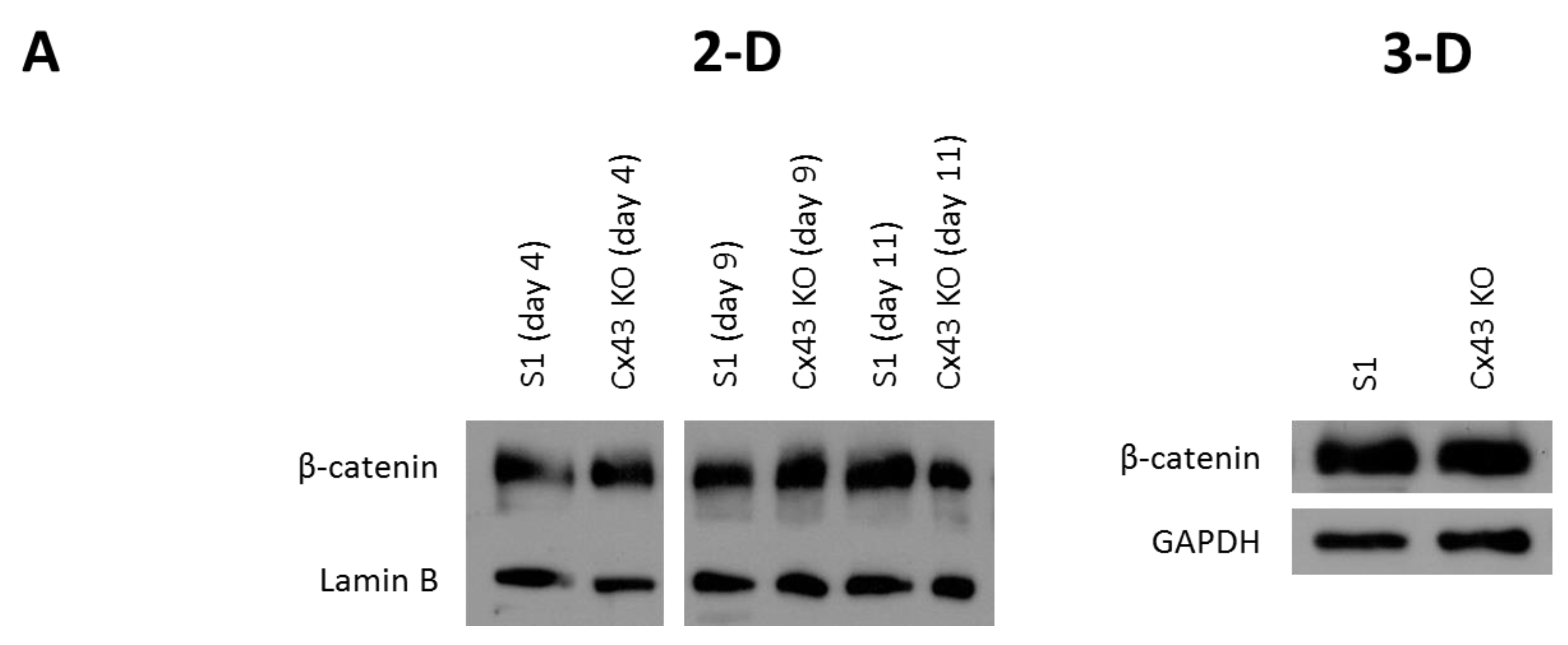 Cancers 11 00339 g005a