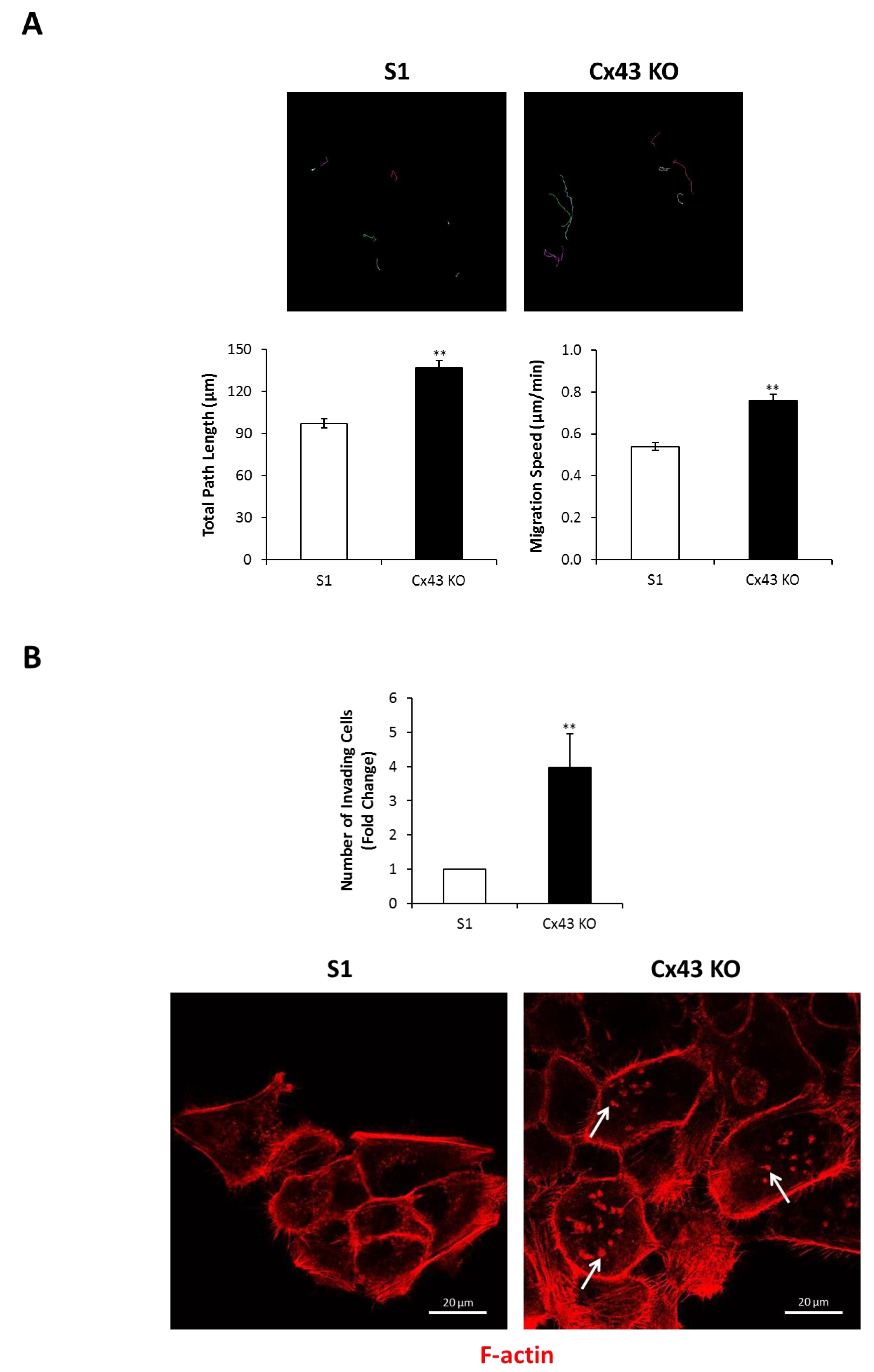 Cancers 11 00339 g006a