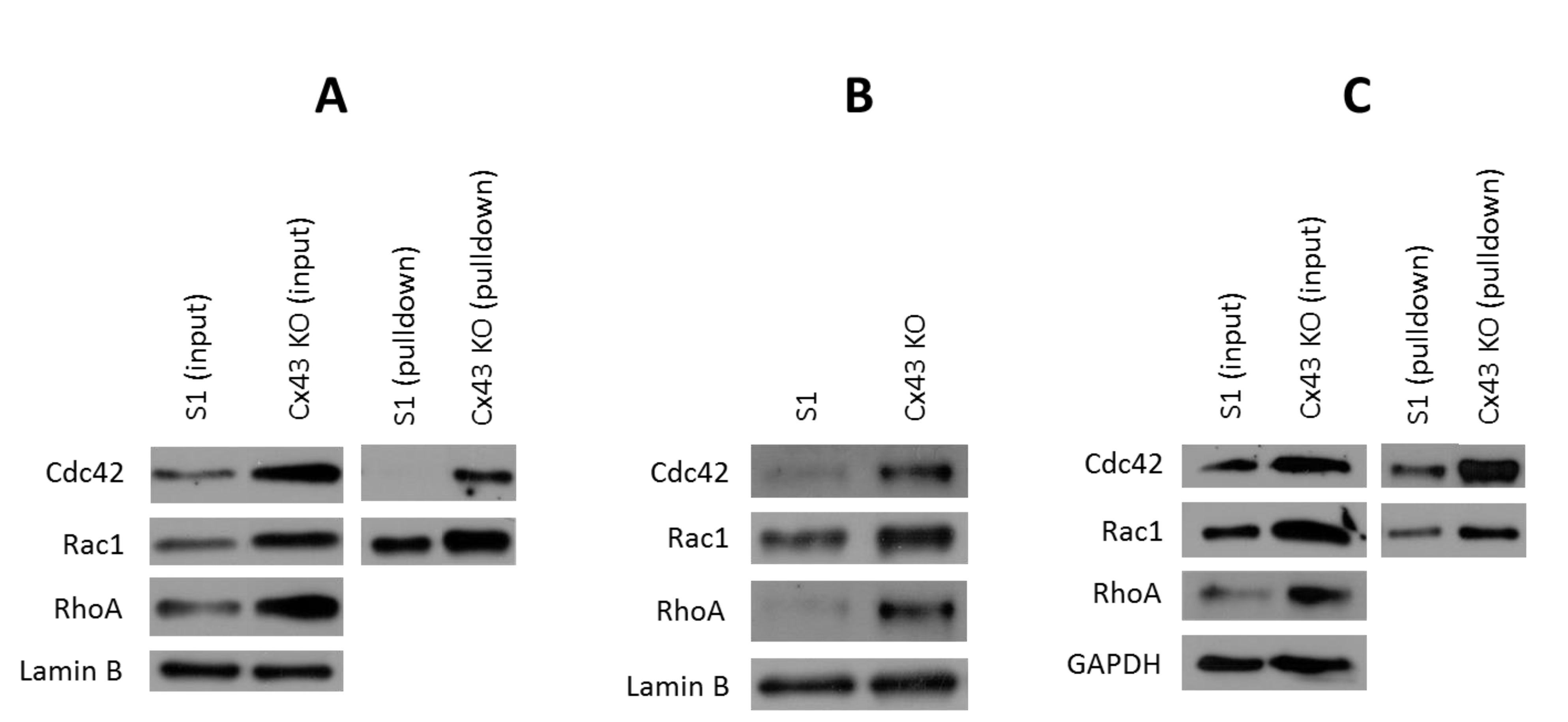 Cancers 11 00339 g008