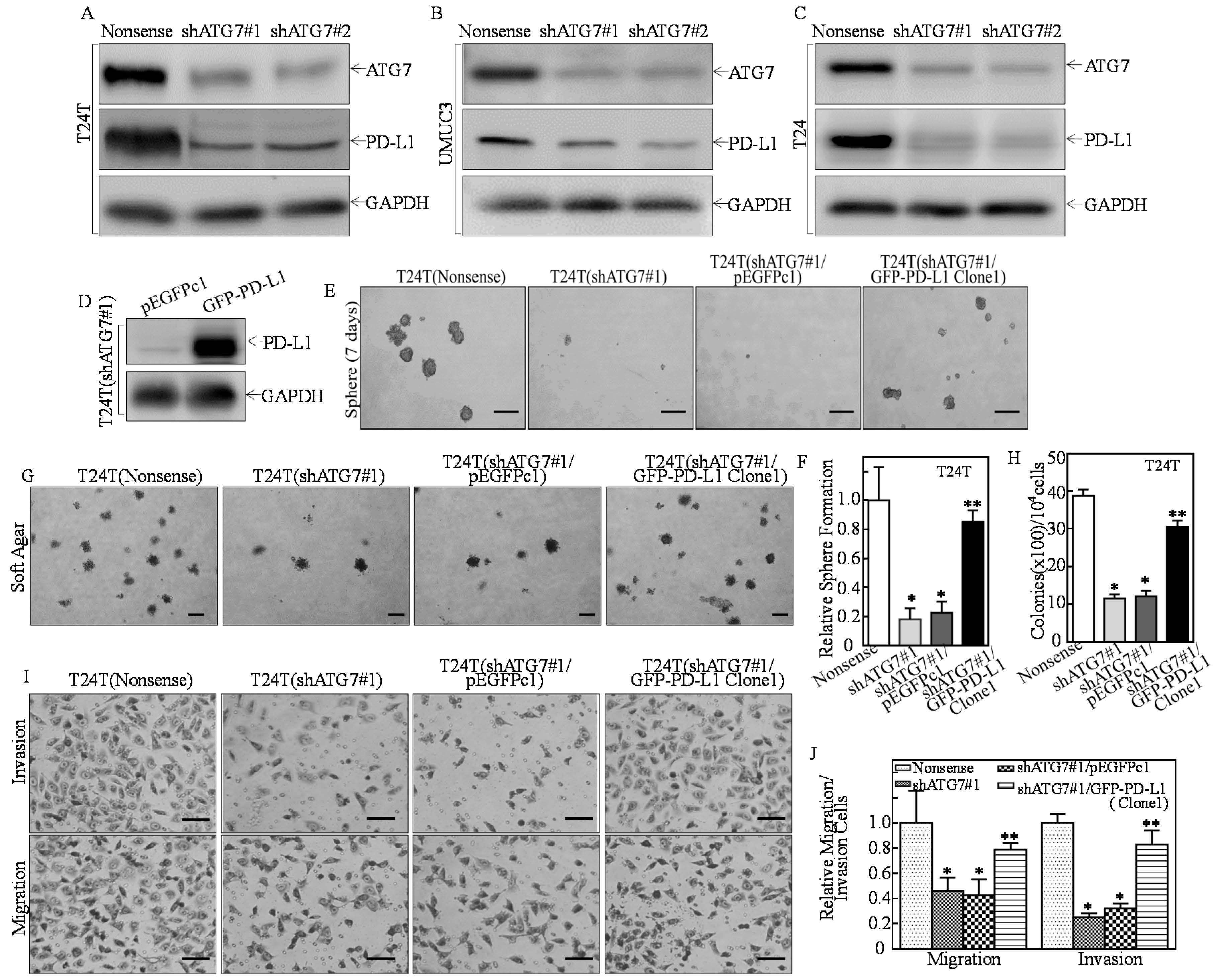 Cancers 11 00349 g001 Cancers 11 00349 g001
