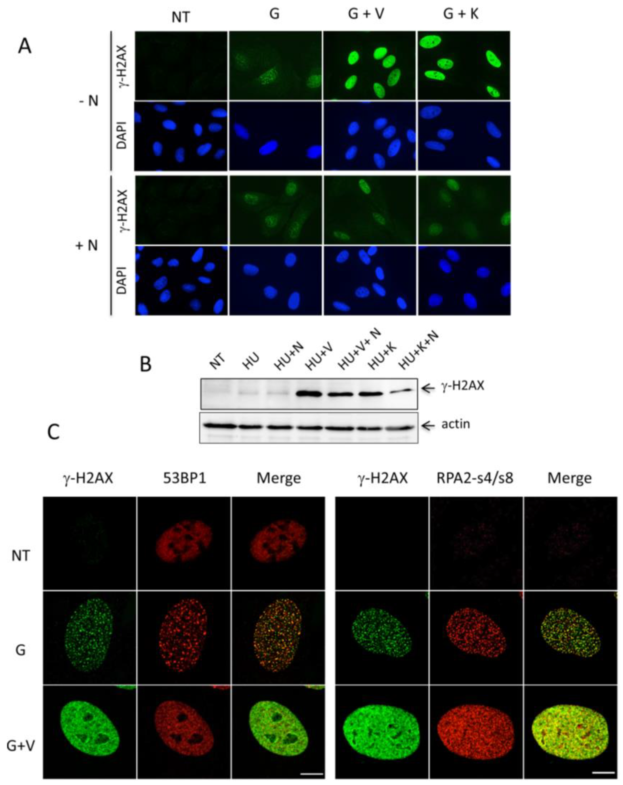 Cancers 11 00355 g005 Cancers 11 00355 g005