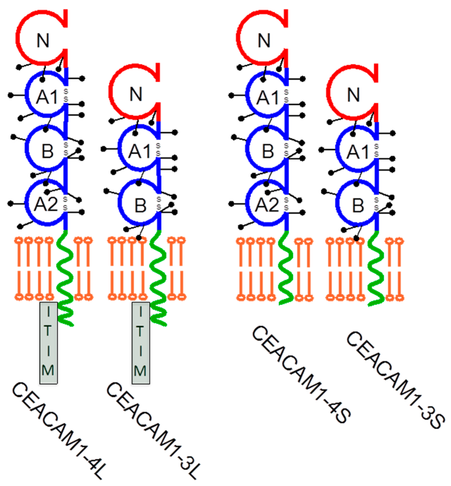 Cancers 11 00356 g001