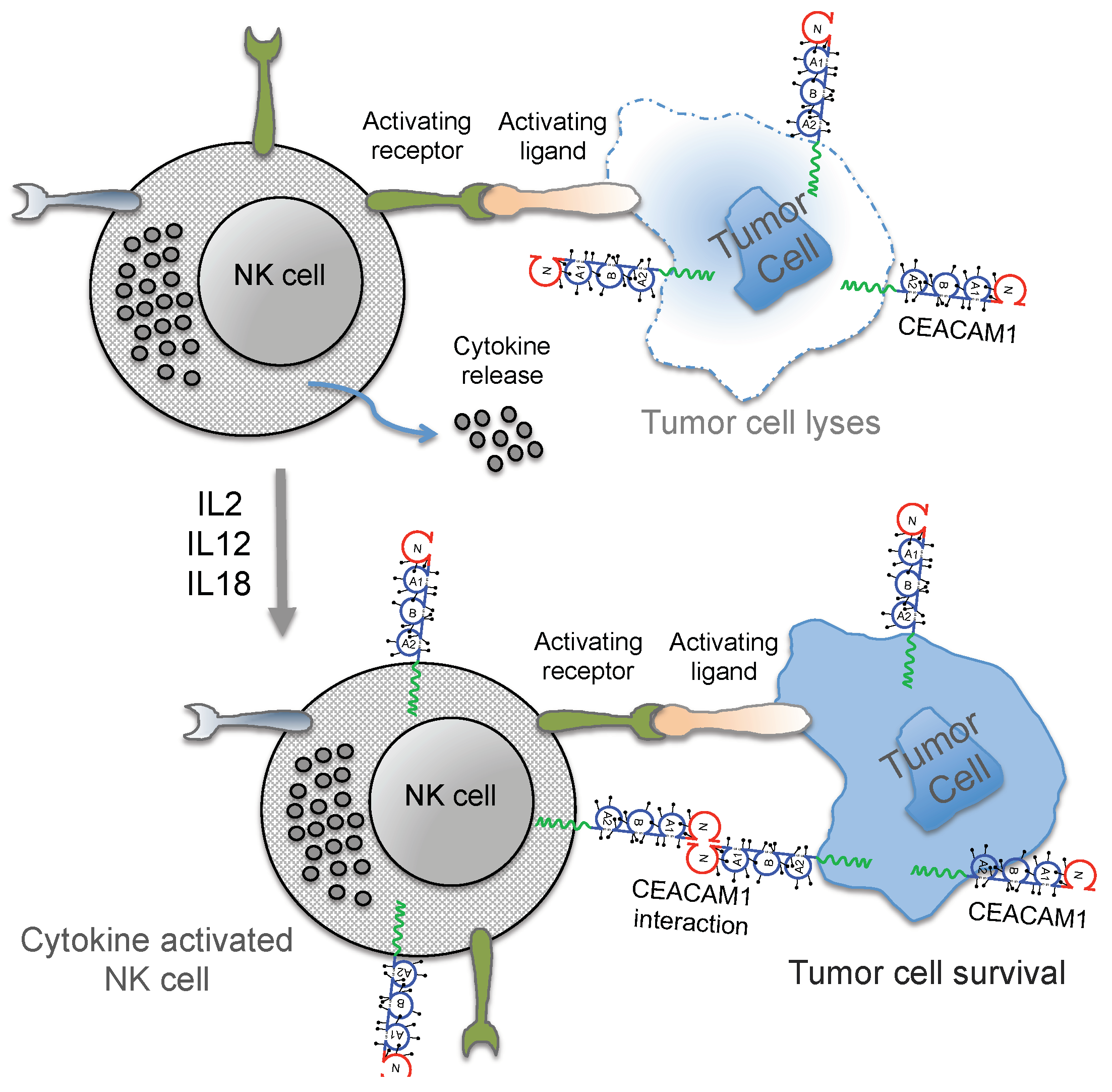 Cancers 11 00356 g002