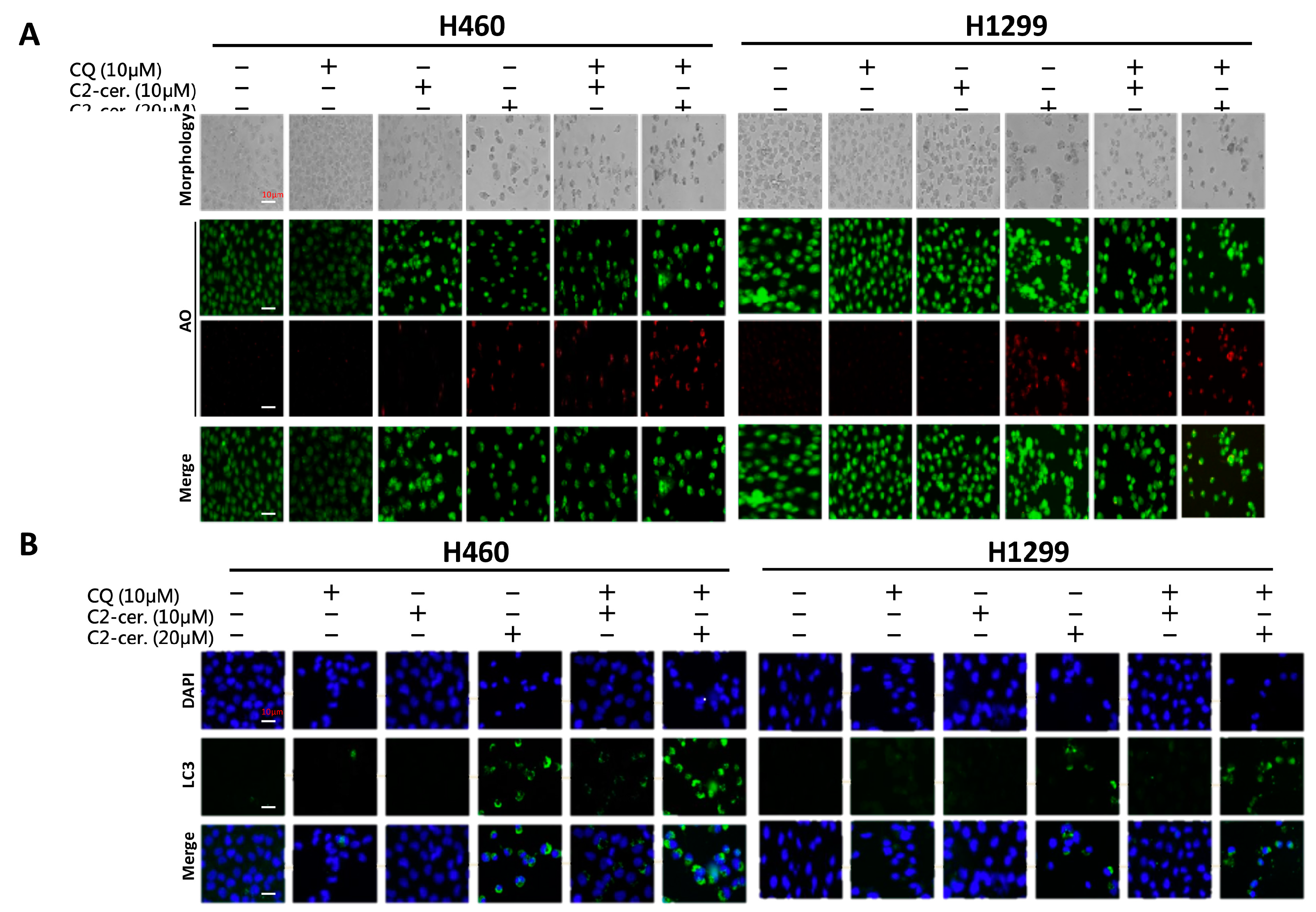 Cancers 11 00370 g004a