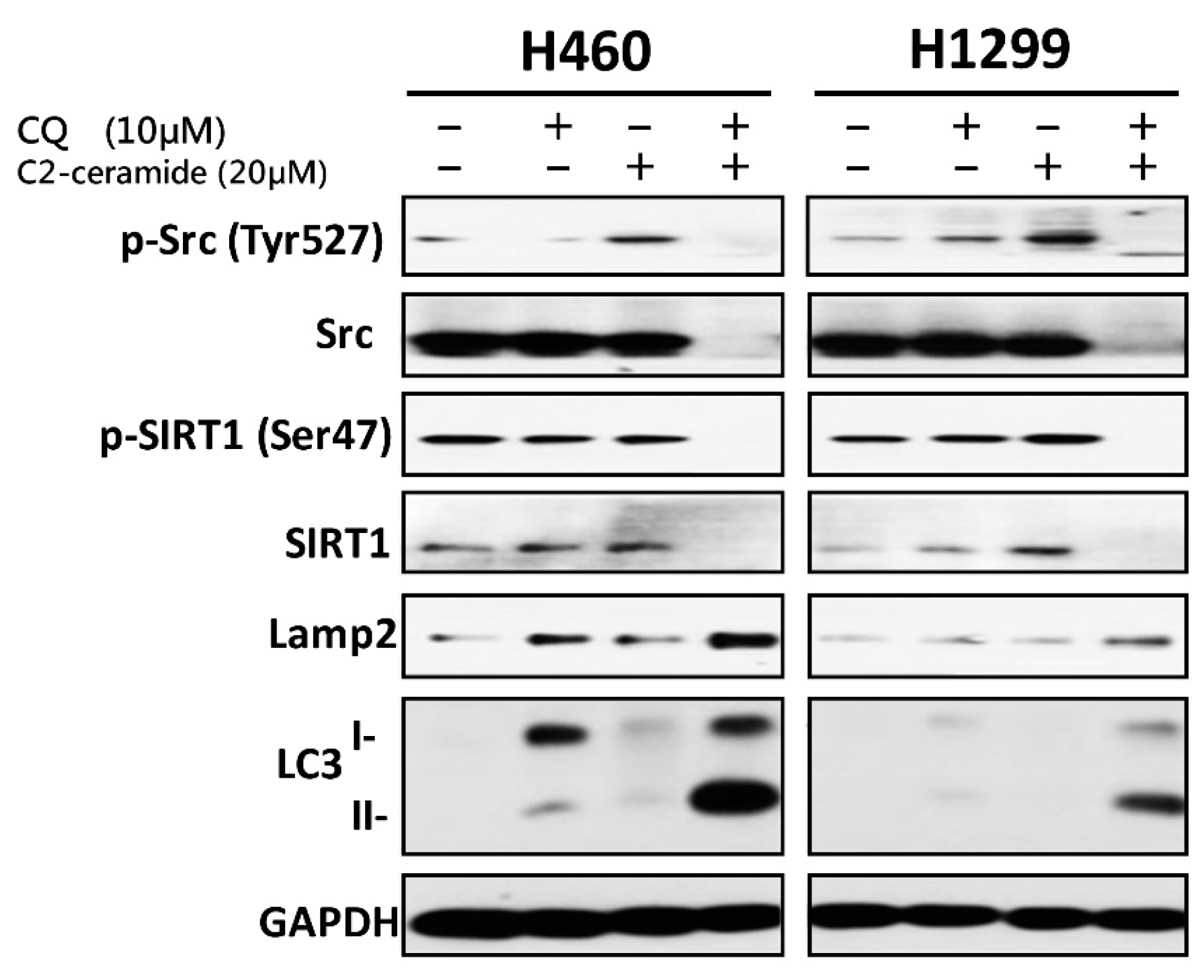Cancers 11 00370 g006
