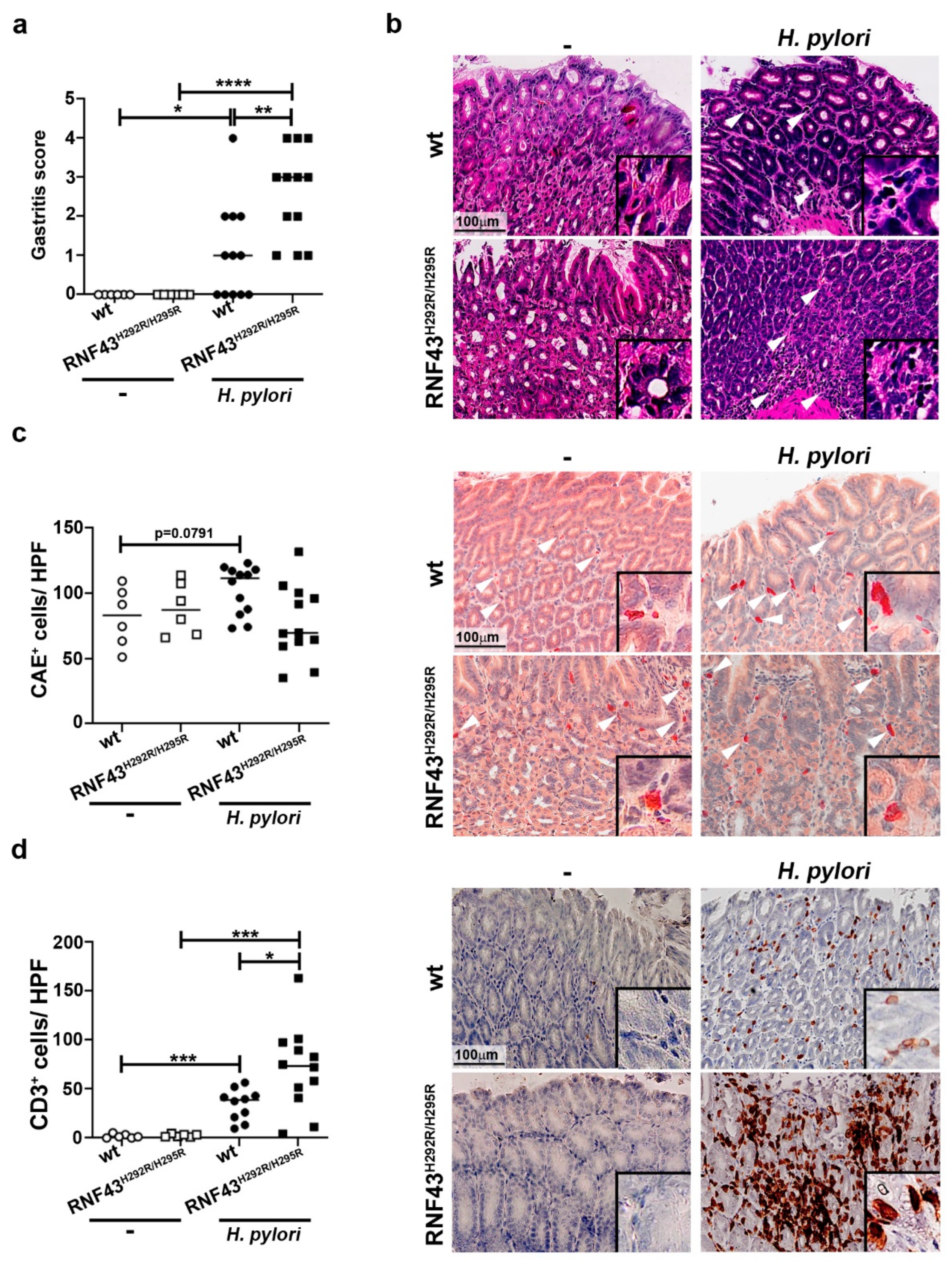 Cancers 11 00372 g001a