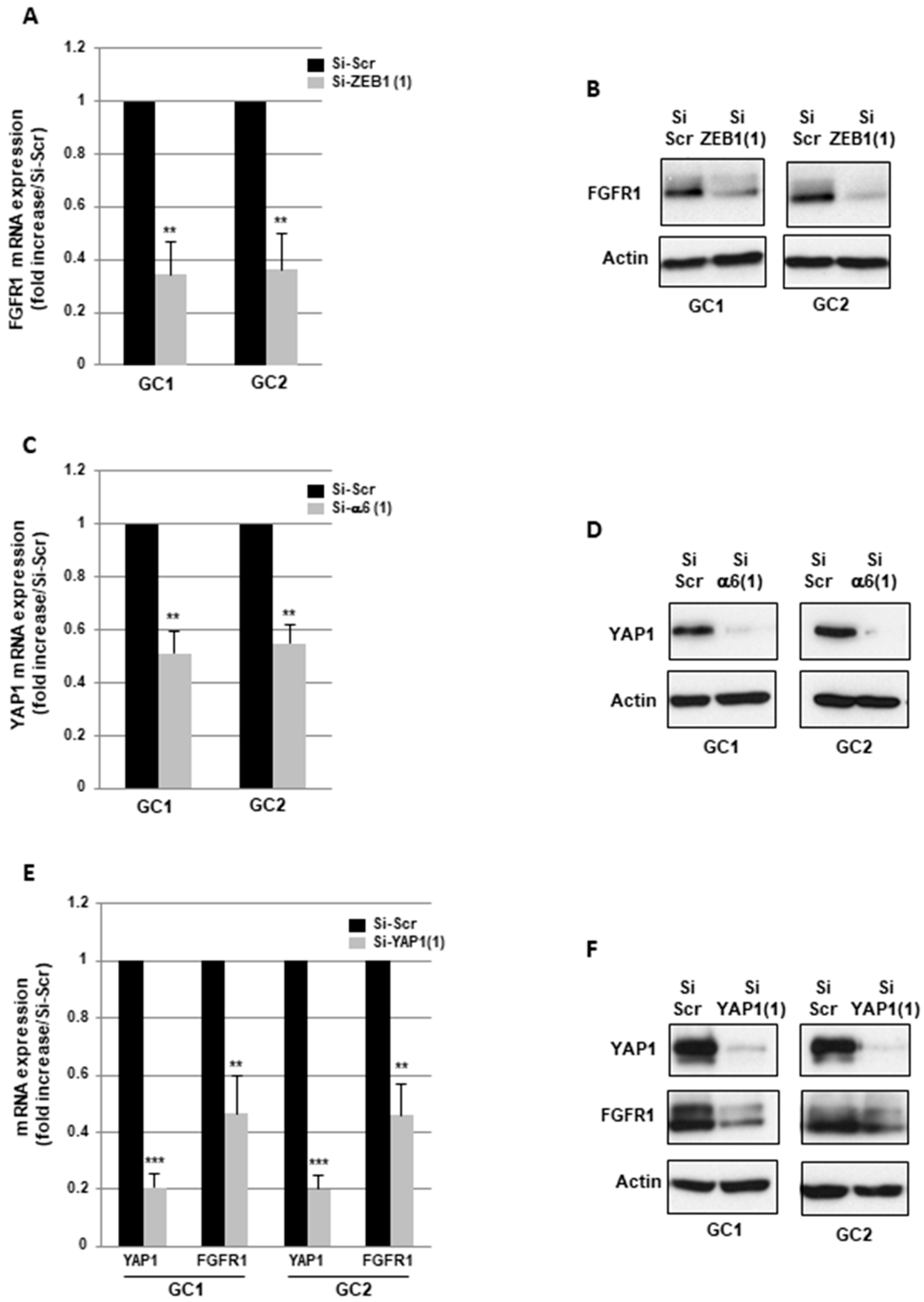 Cancers 11 00406 g005 Cancers 11 00406 g005