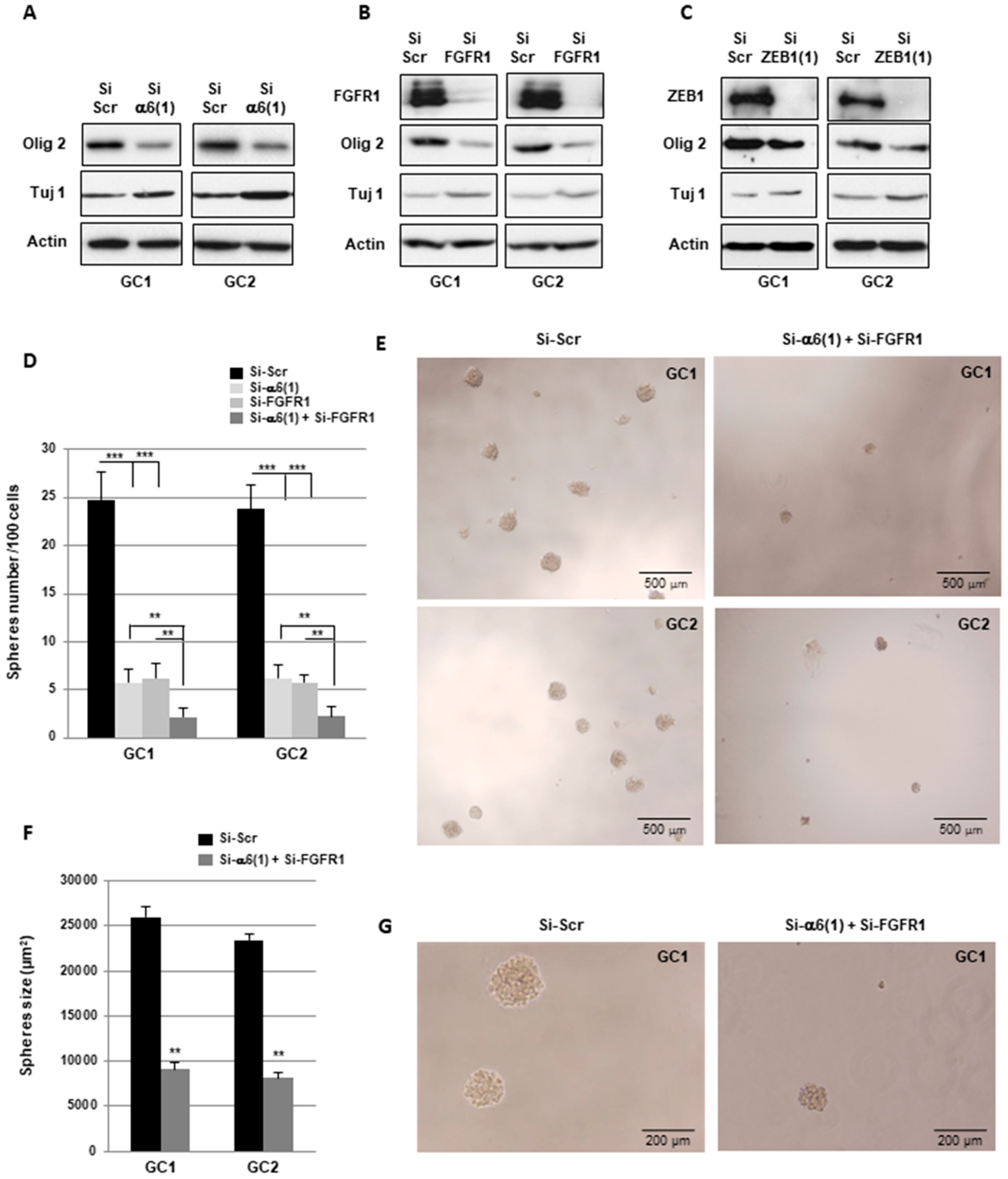 Cancers 11 00406 g006 Cancers 11 00406 g006