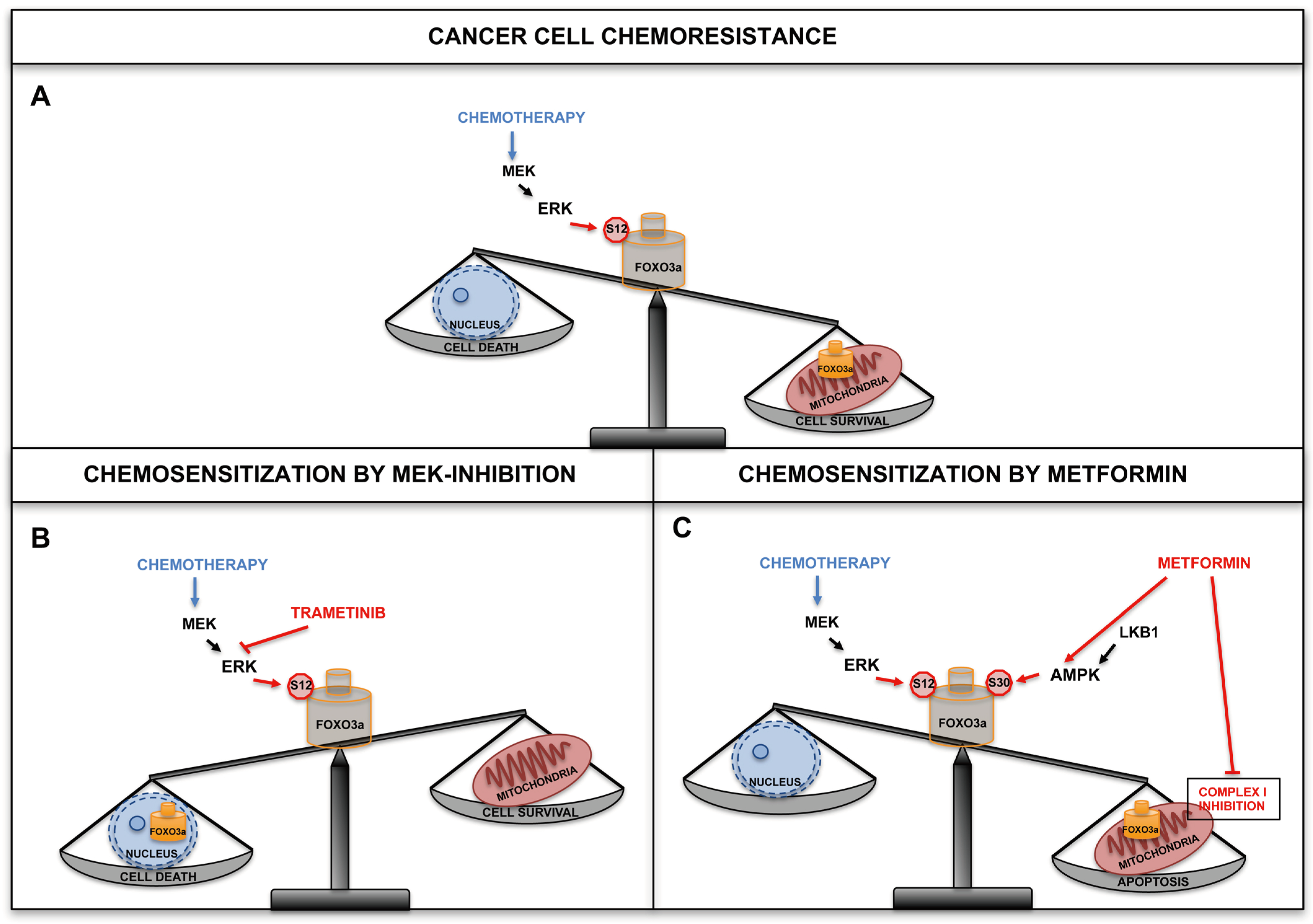 Cancers 11 00414 g002