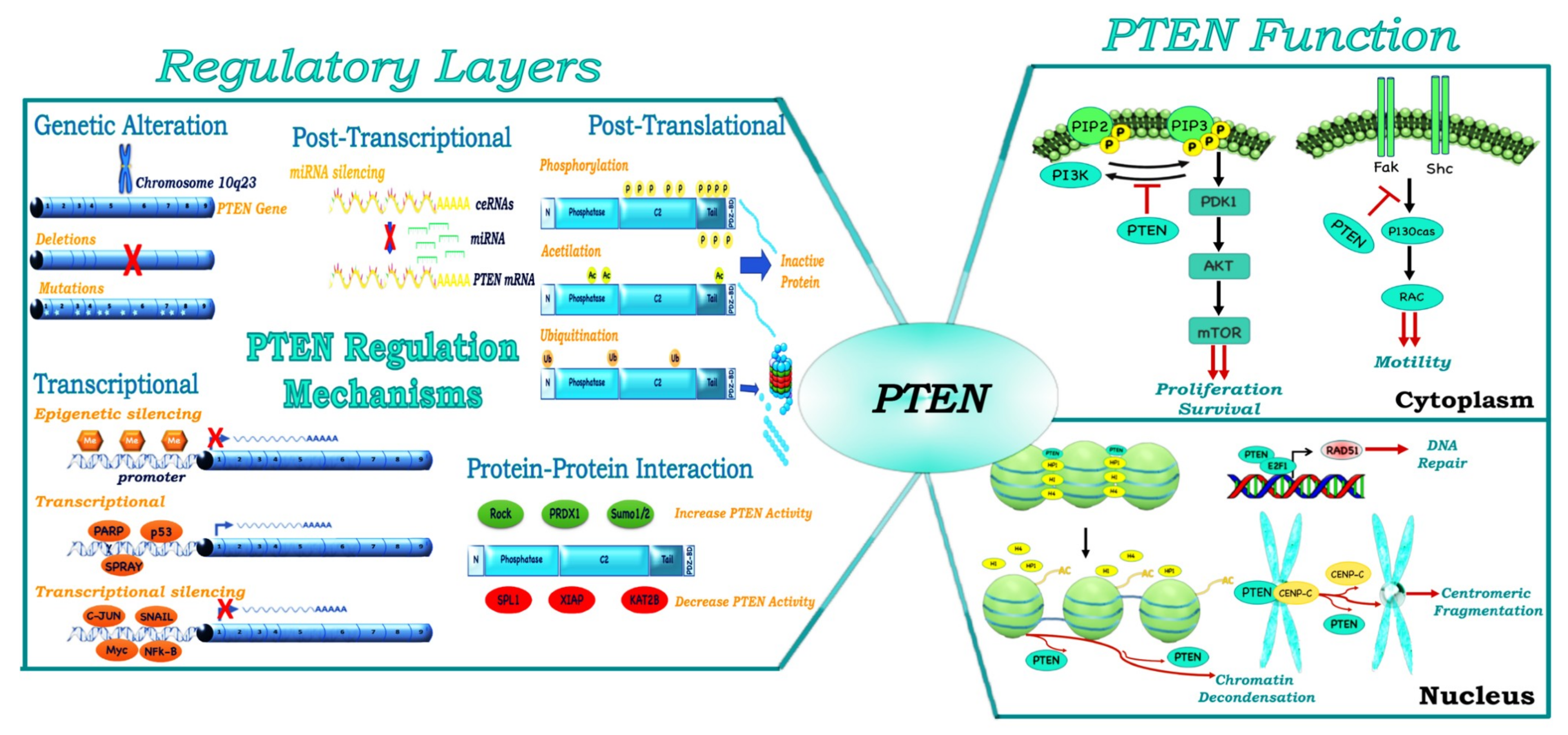 Cancers 11 00435 g002