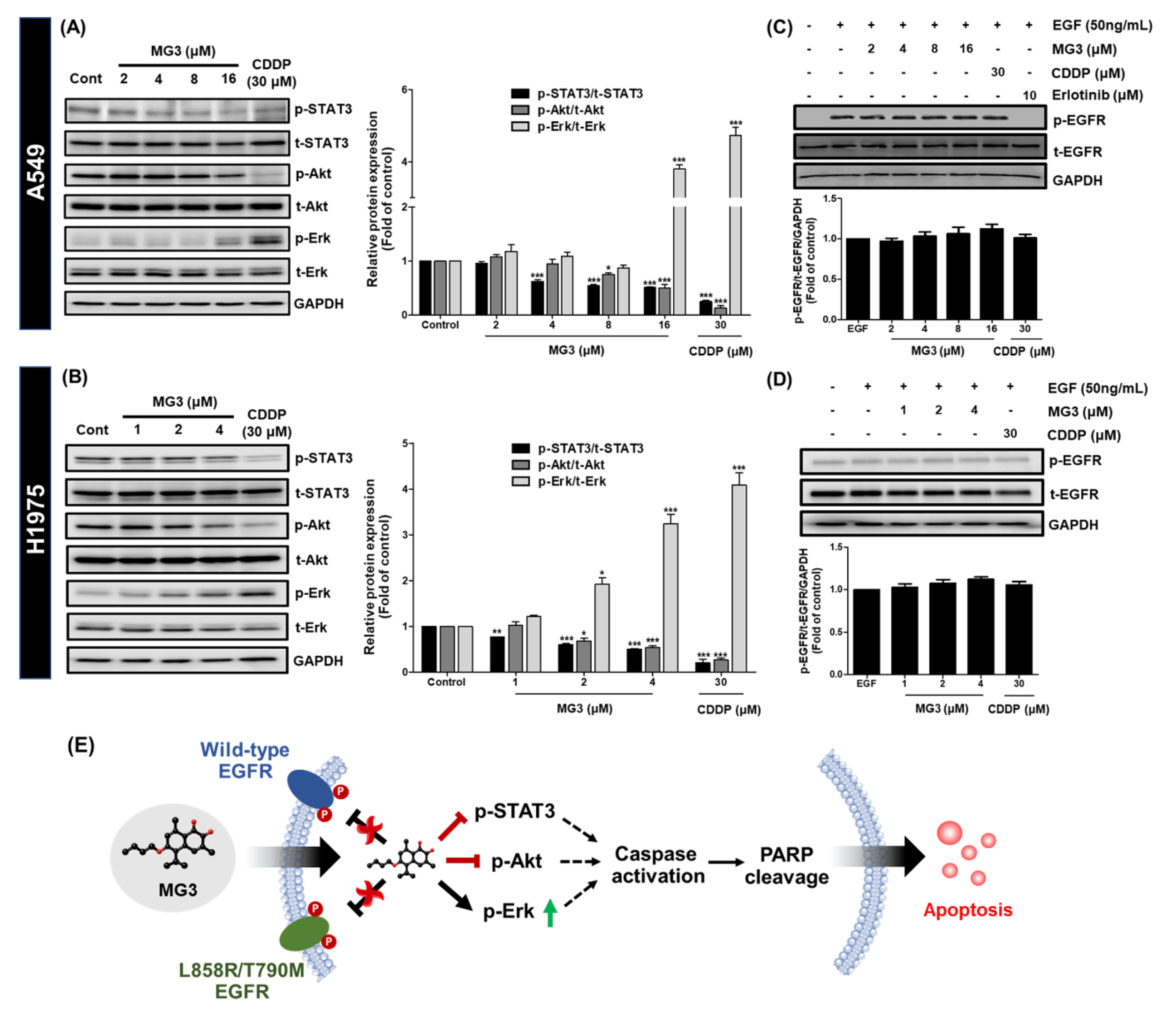 Cancers 11 00437 g004