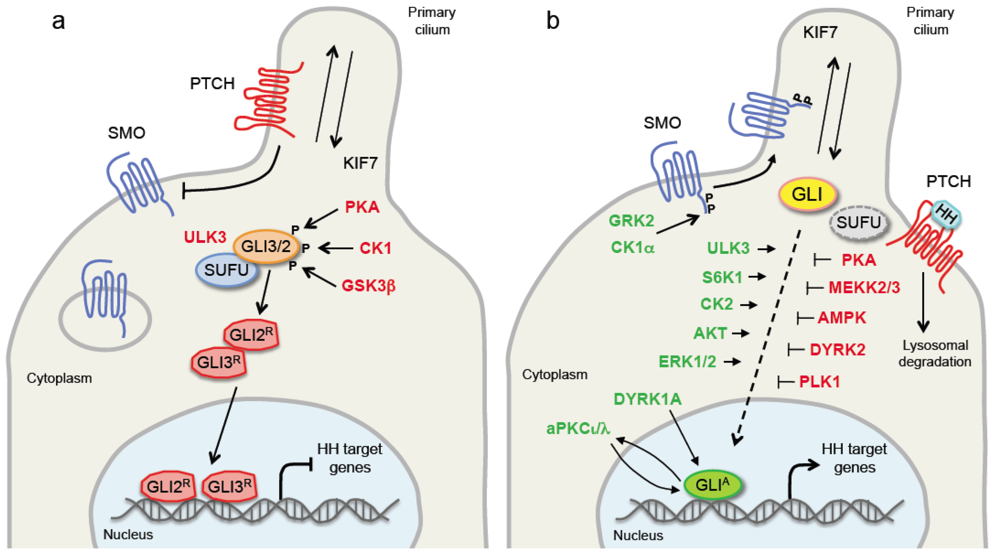 Cancers 11 00449 g001
