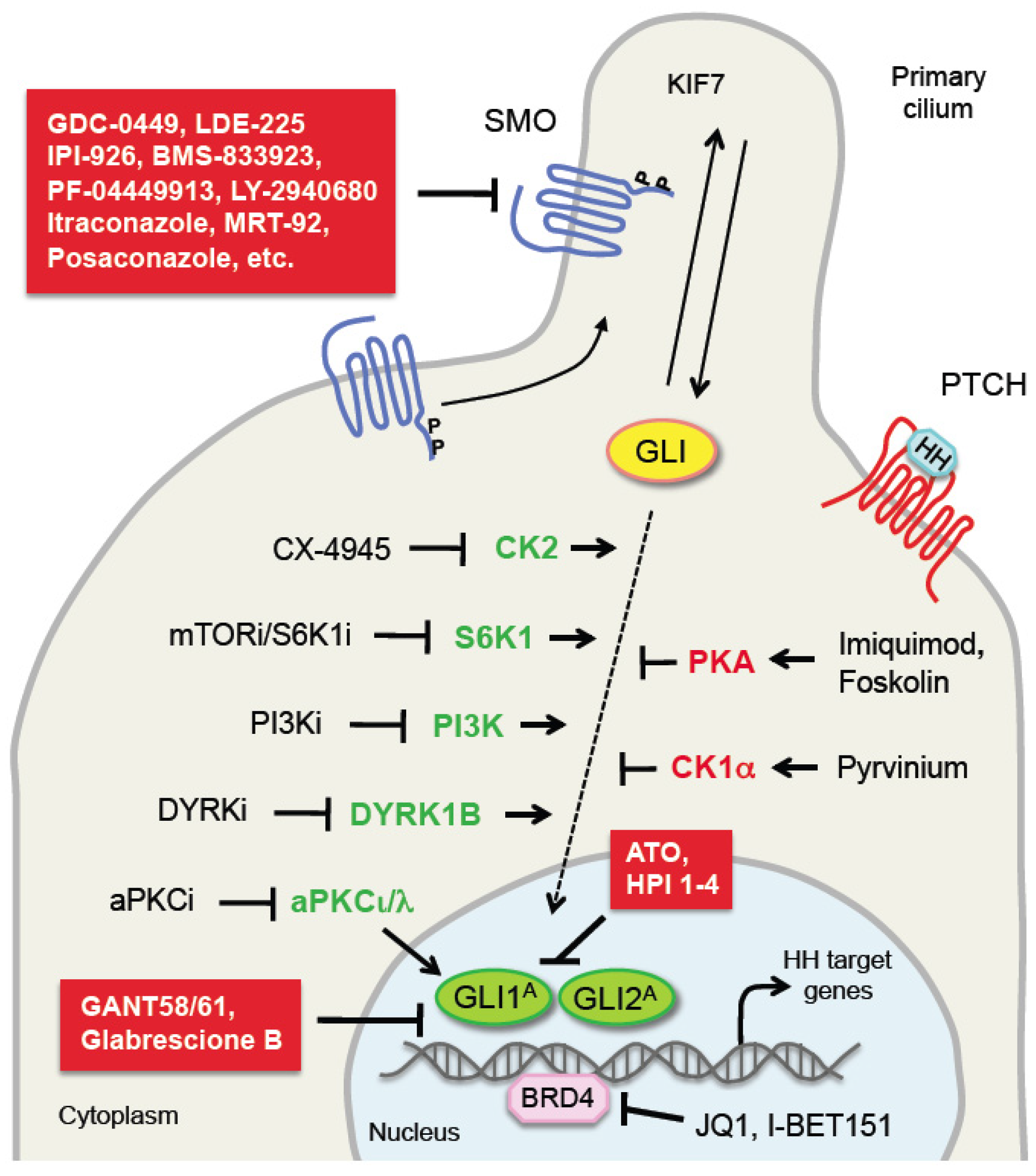 Cancers 11 00449 g002
