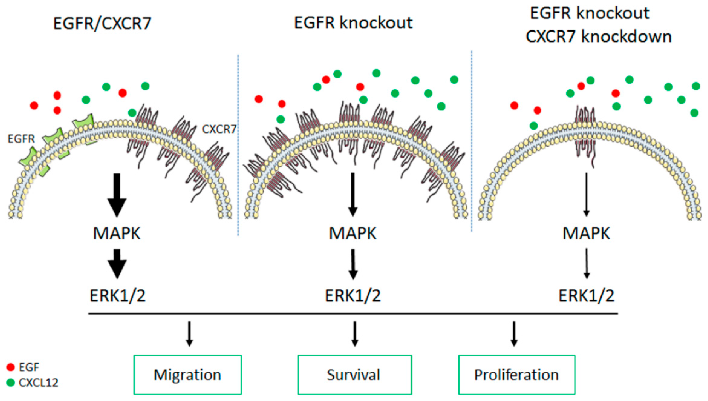 Cancers 11 00455 g007