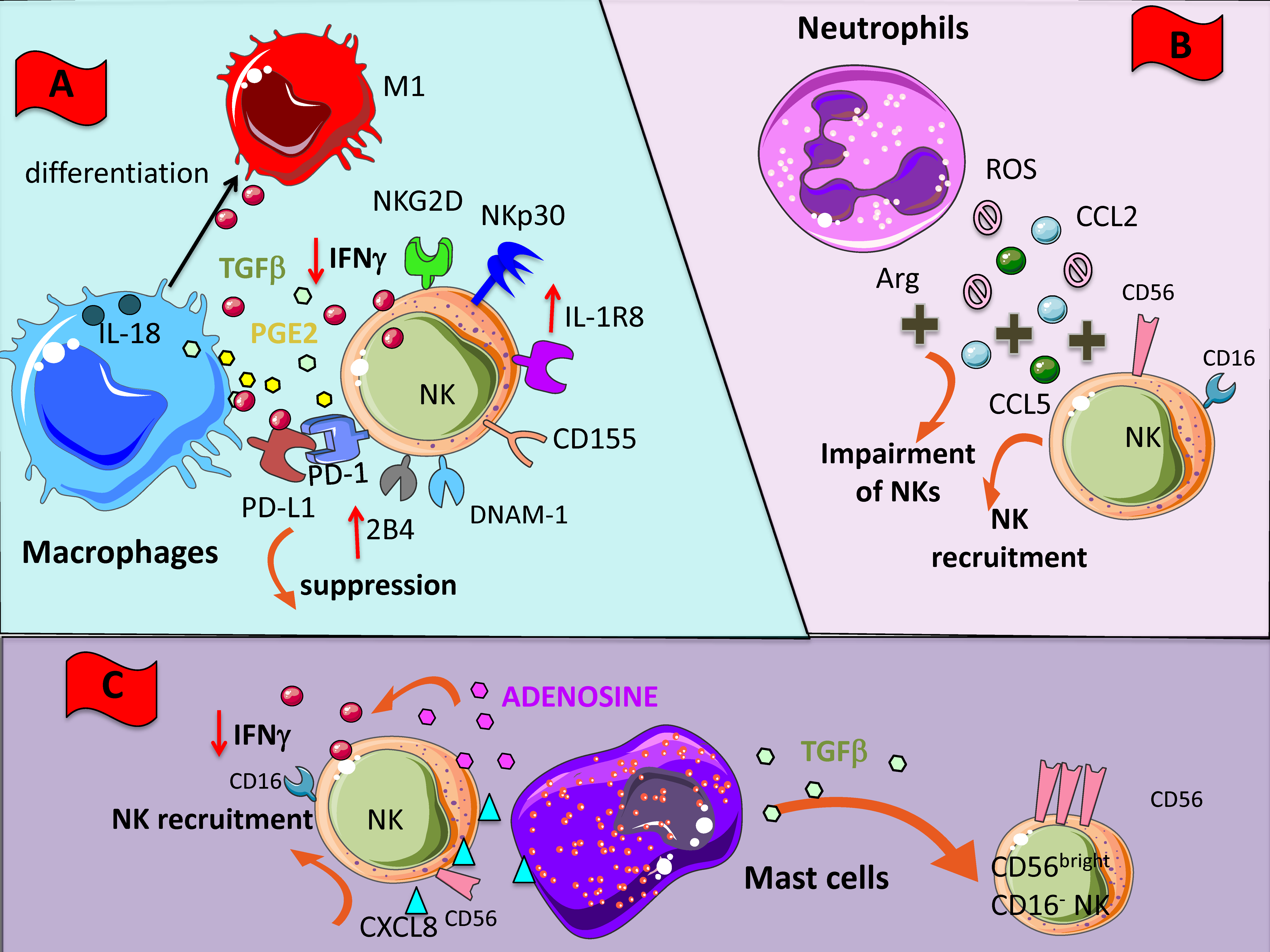 Cancers 11 00461 g002