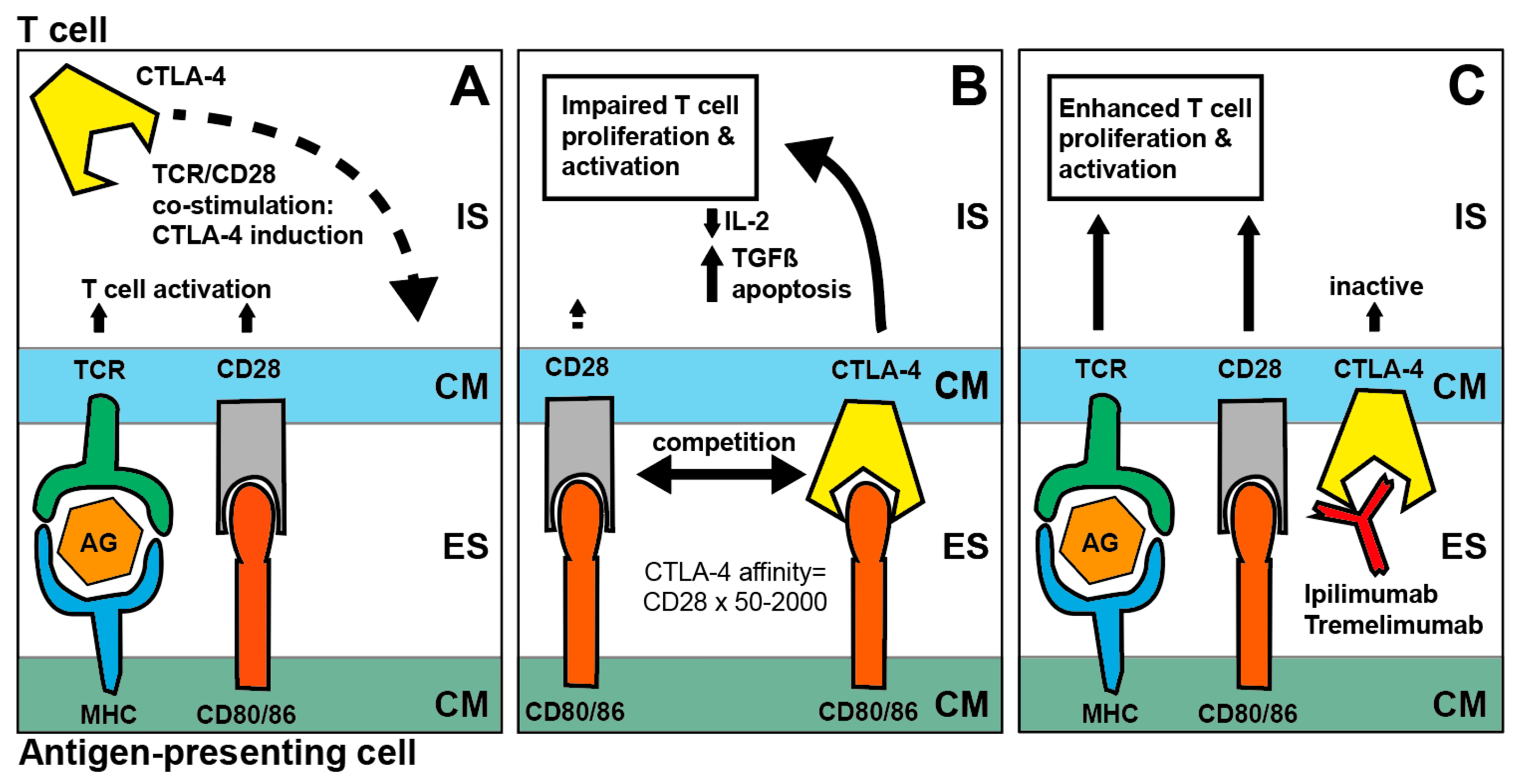 Cancers 11 00472 g002