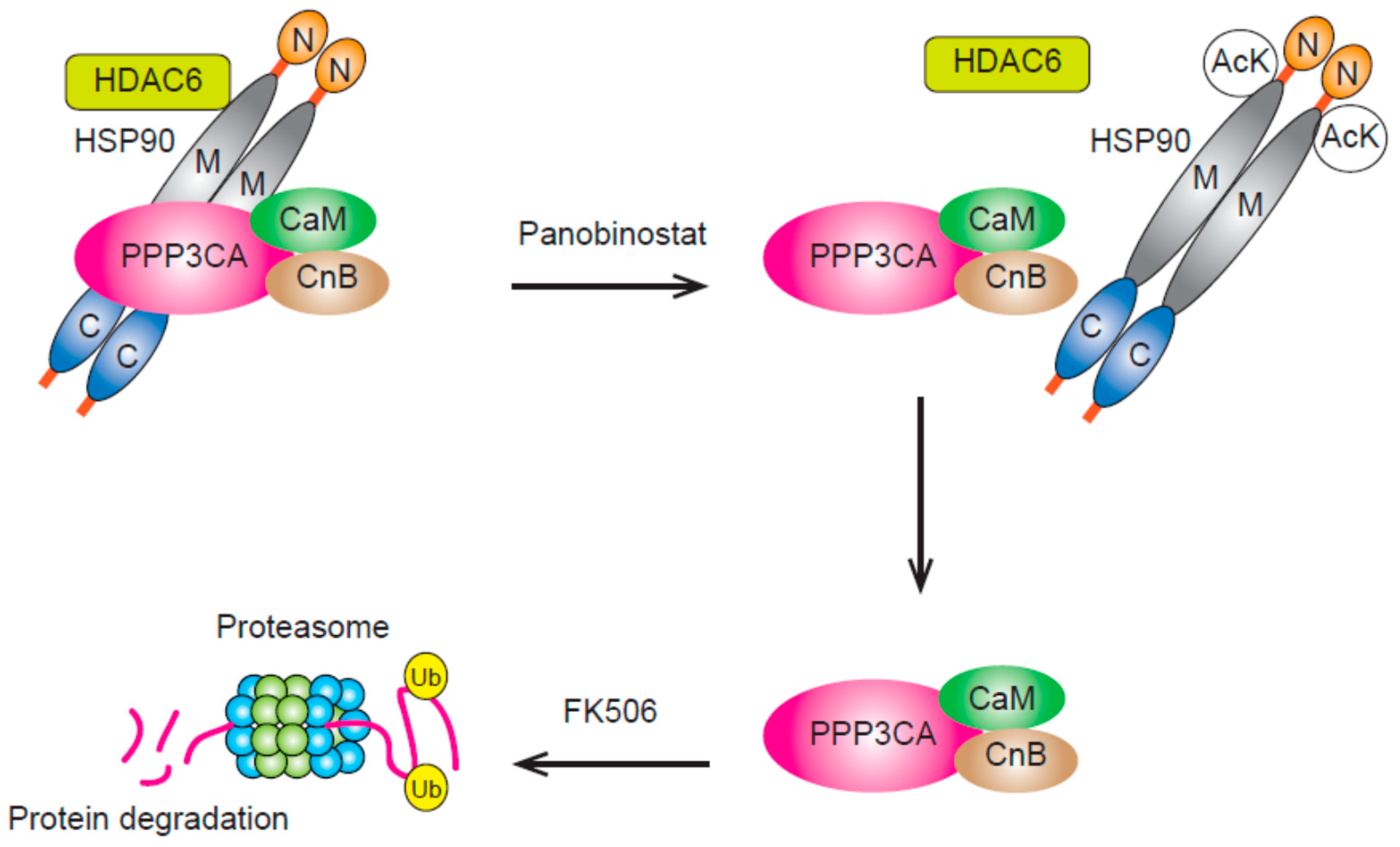 Cancers 11 00475 g002