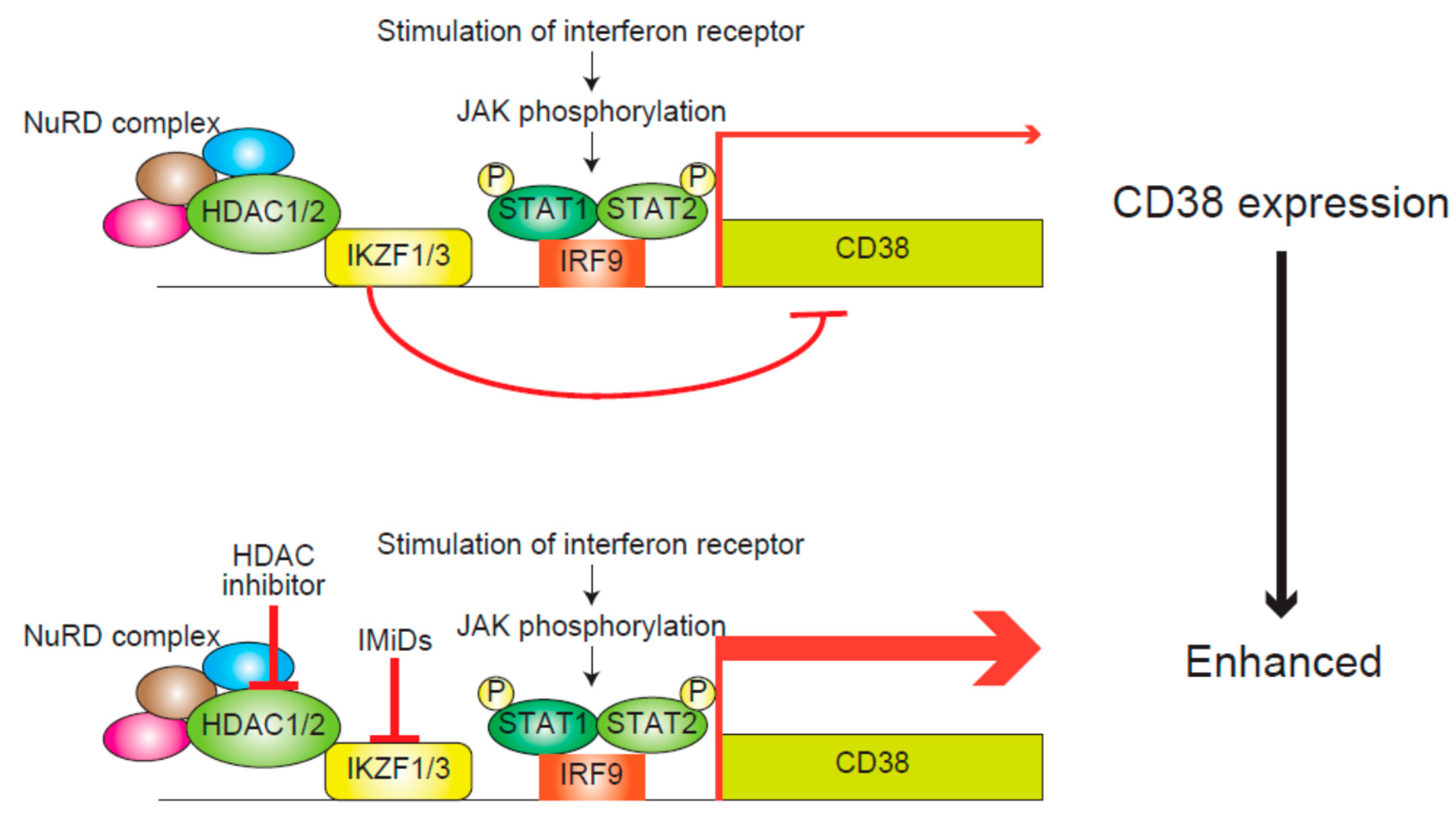 Cancers 11 00475 g003