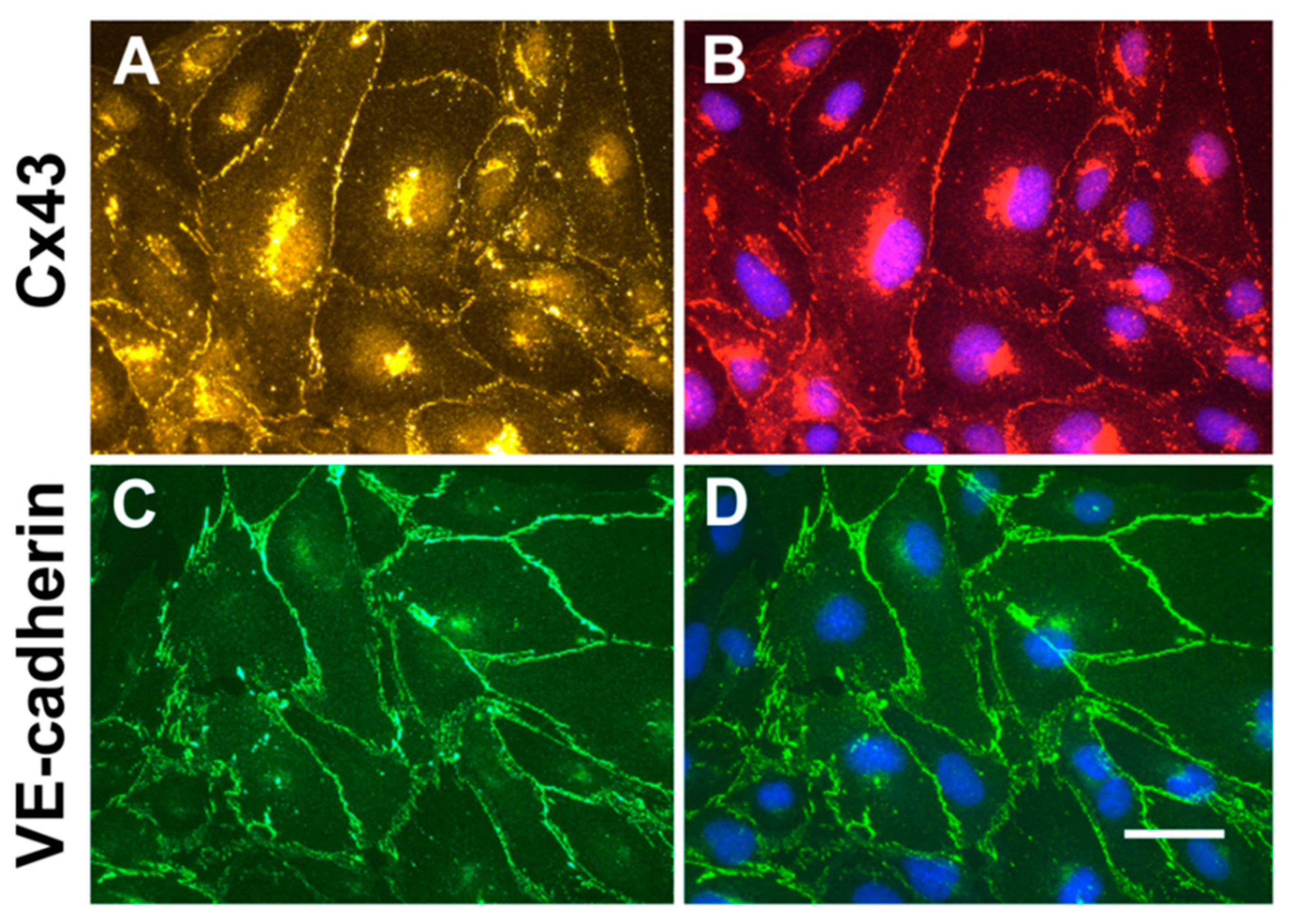 Cancers 11 00476 g001